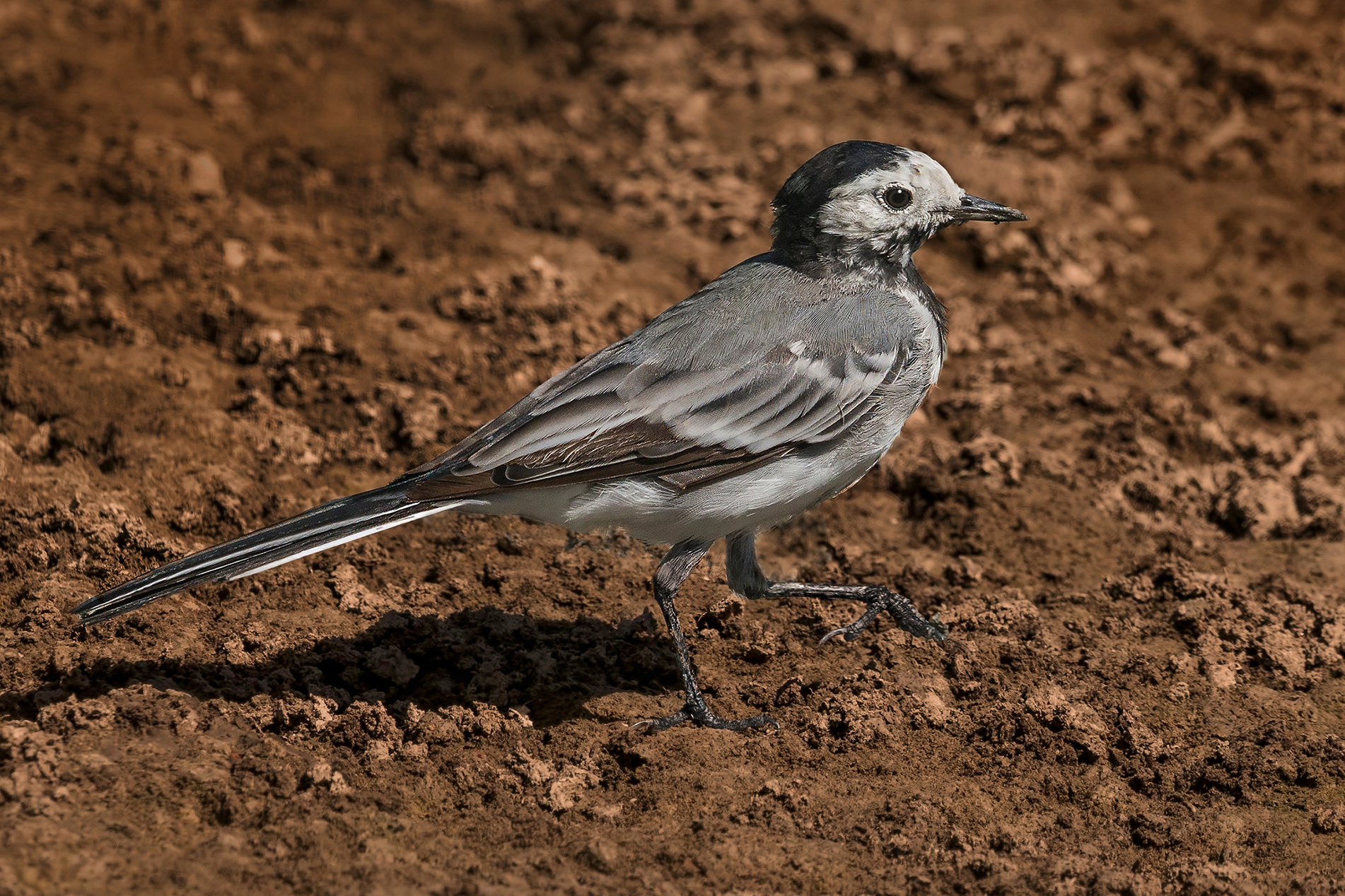 il passo della ballerina