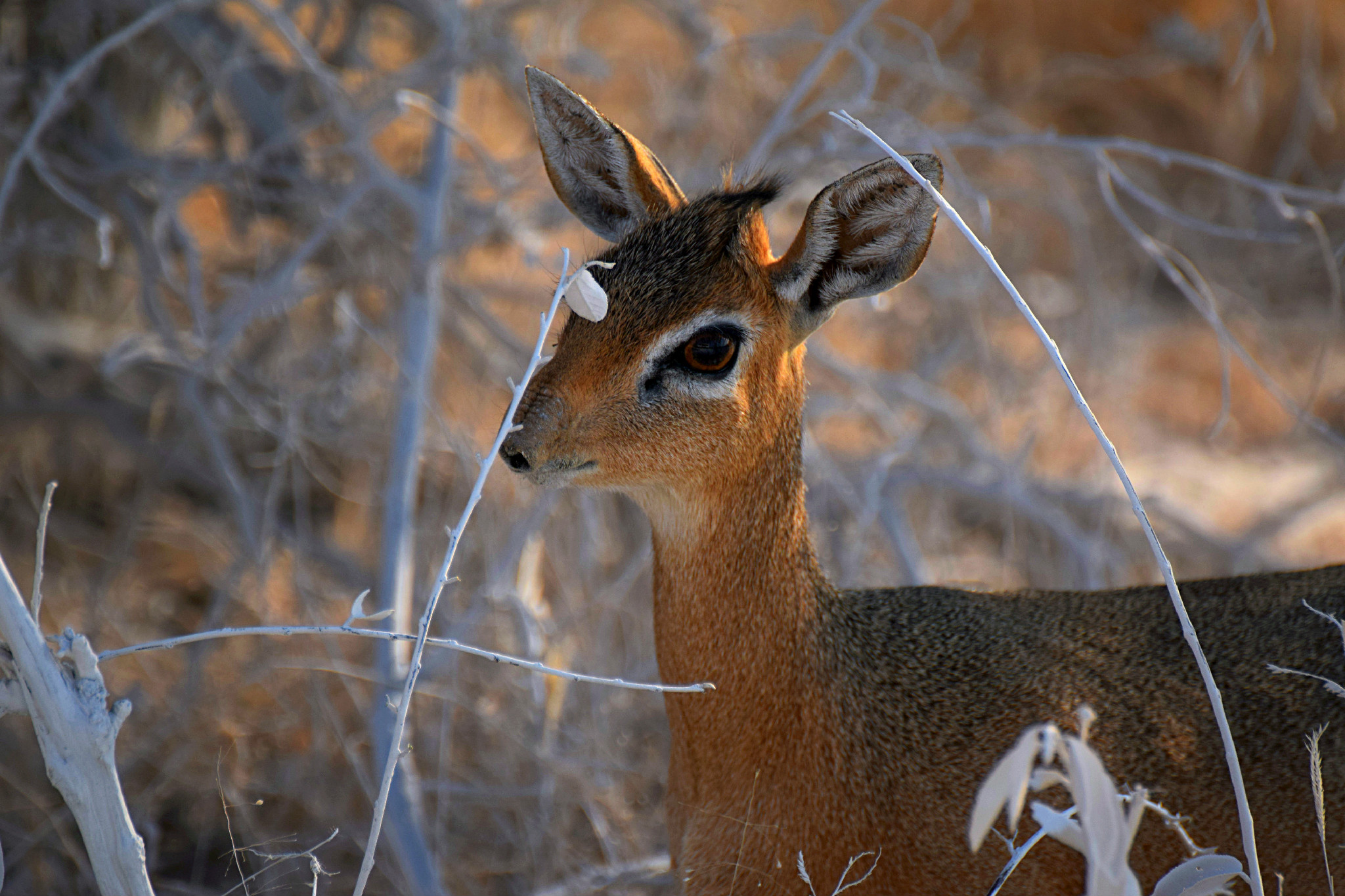 Tenderly Dik Dik
