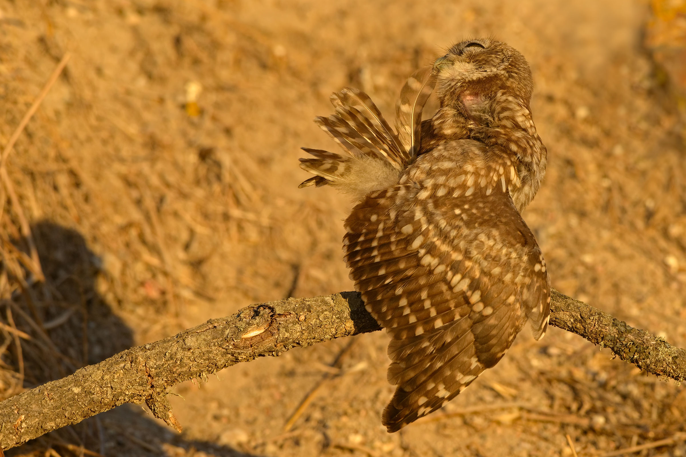 owl cleaning