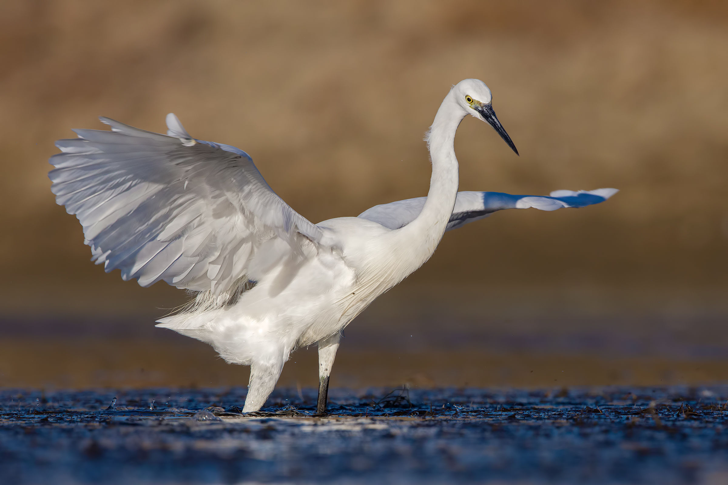 egret