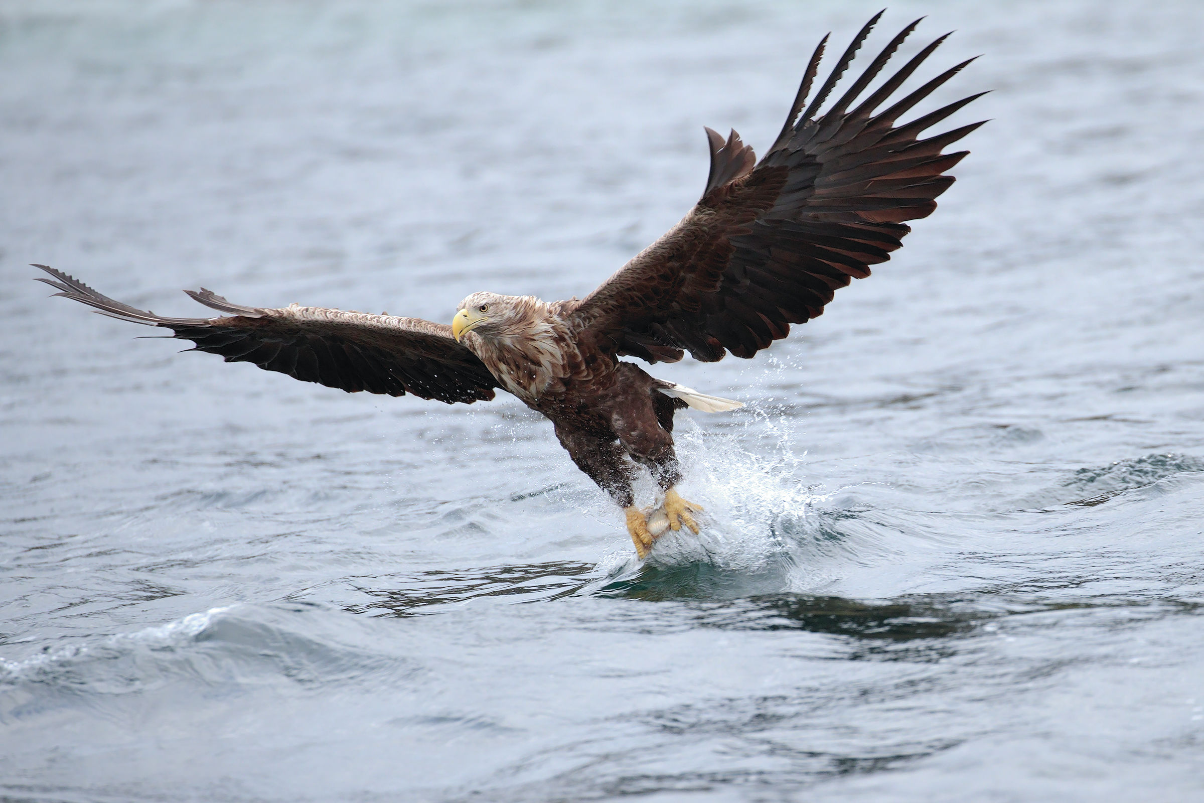 Sea eagle