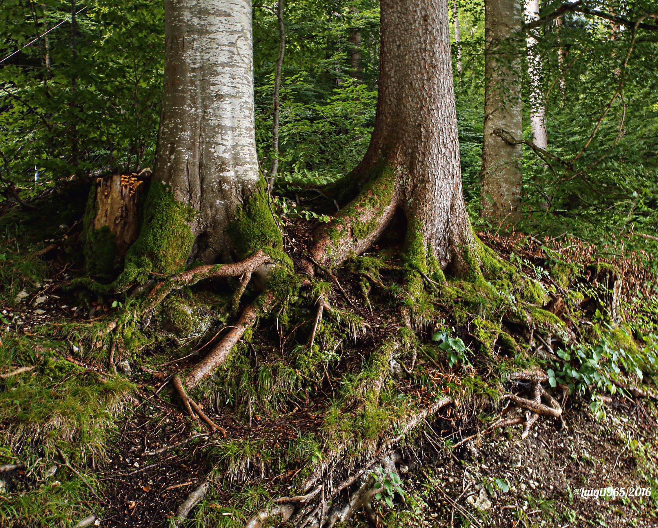 The roots of the world.