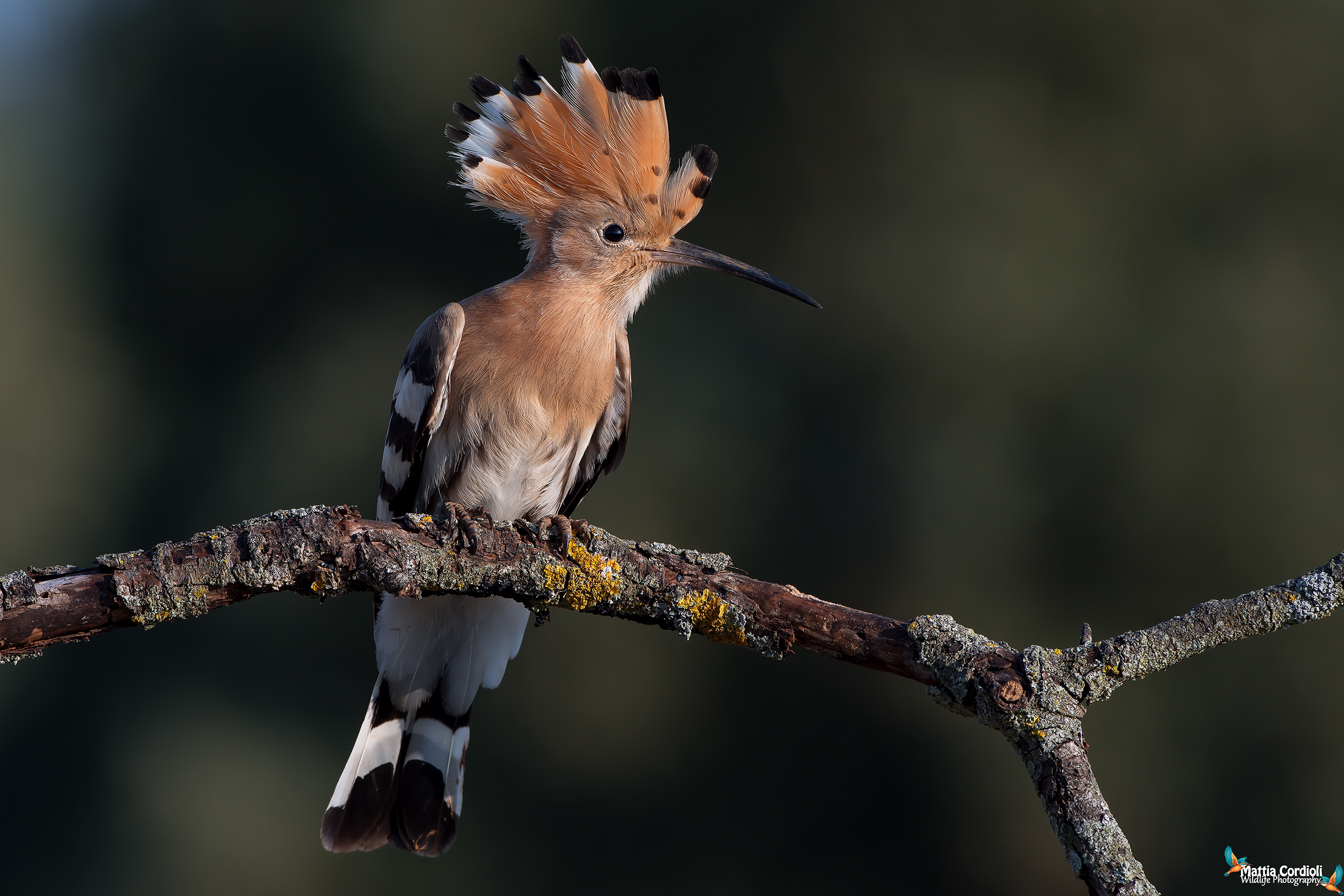 Dawn Hoopoe!