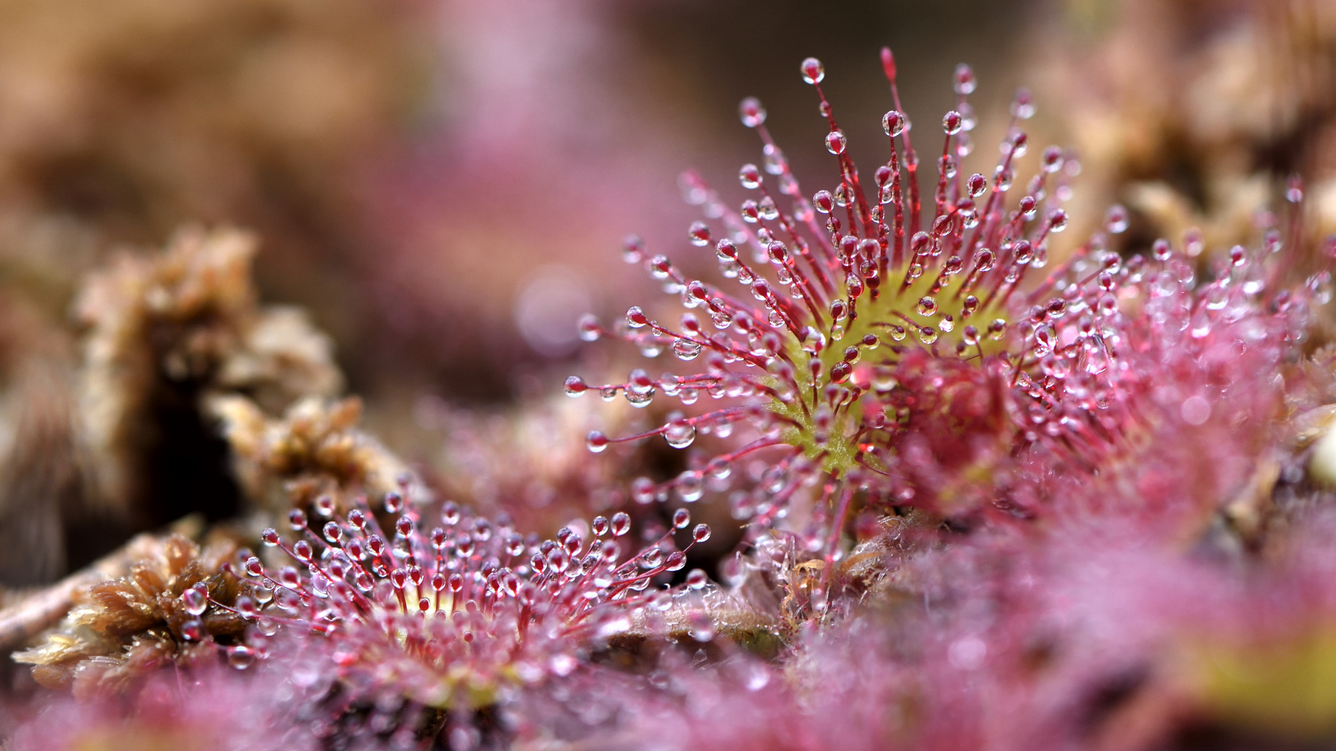 Drosera rotundifolia 3