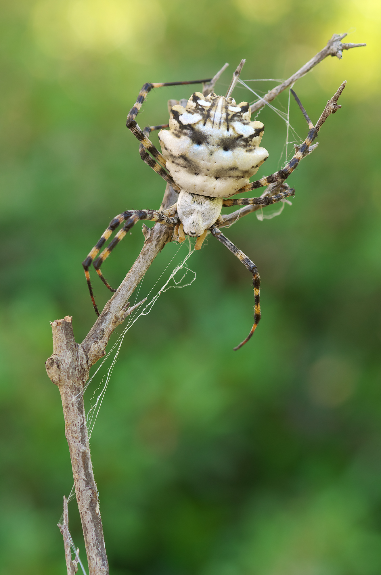 Argiope lobata