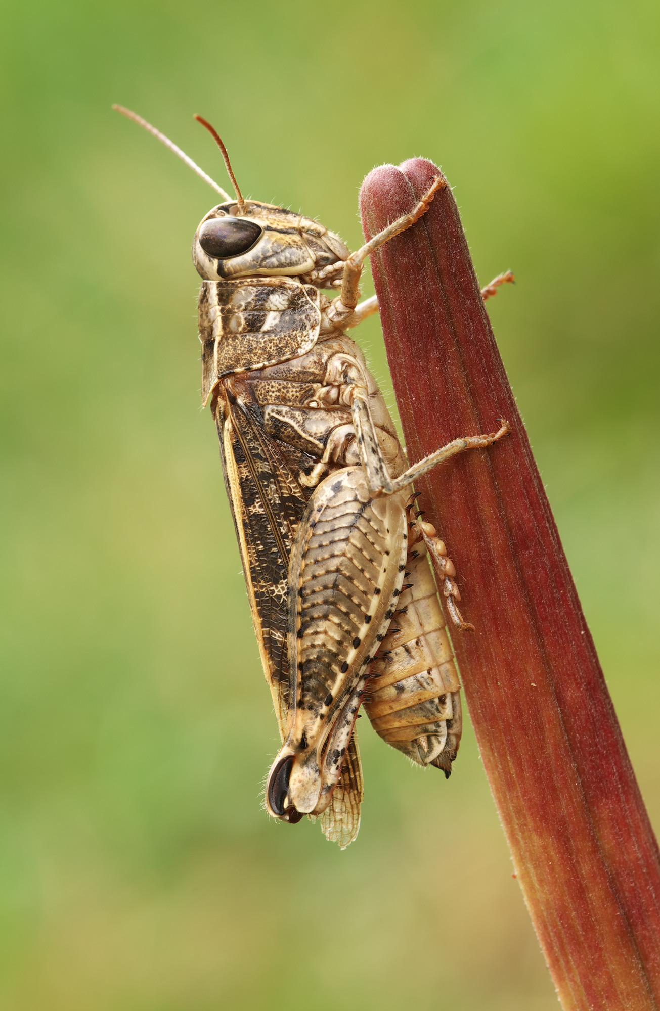 Calliptamus italicus