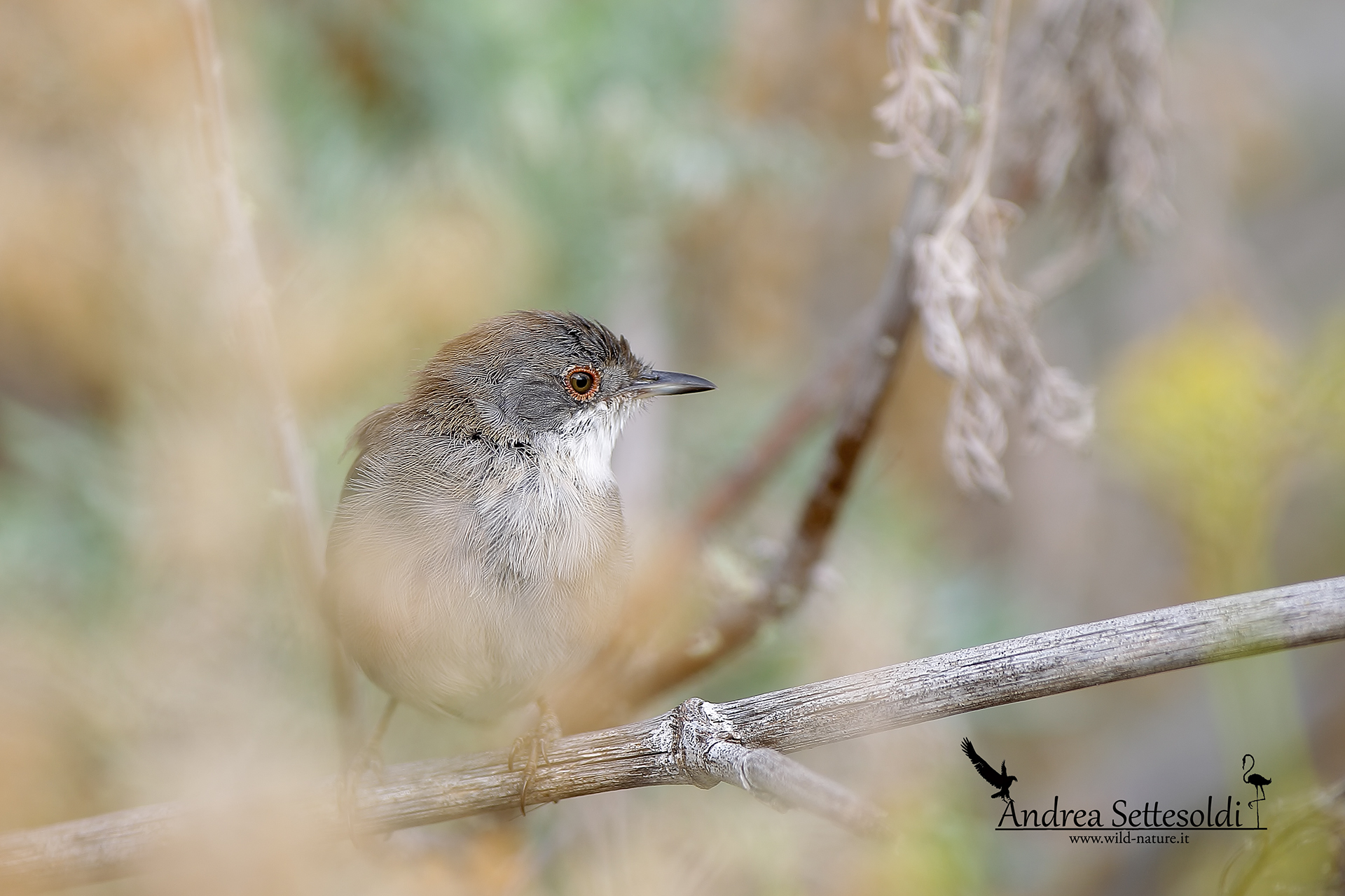female warbler