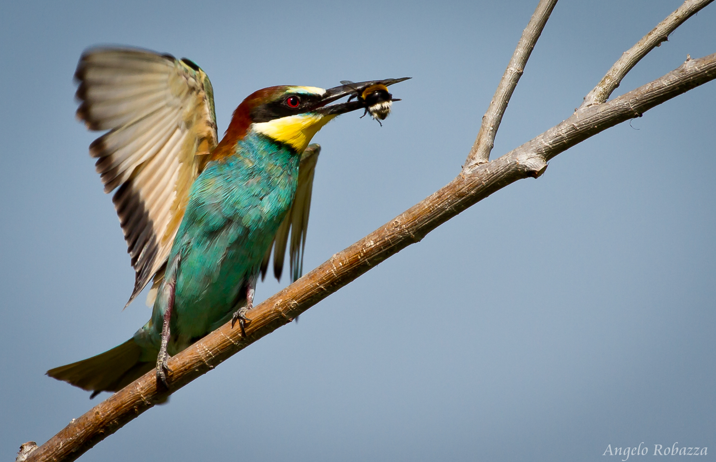 bee-eater hunting