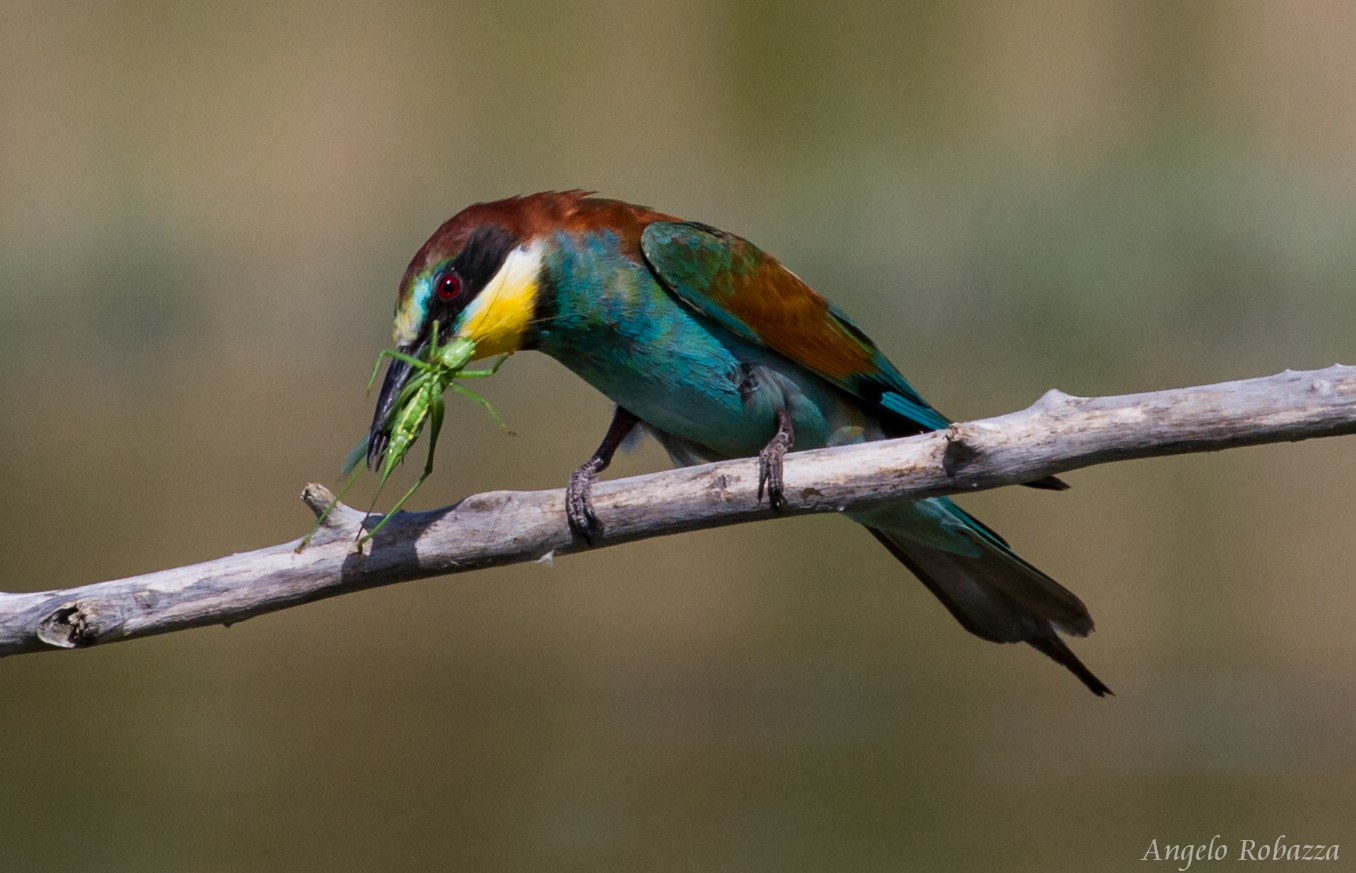 eater and grasshopper