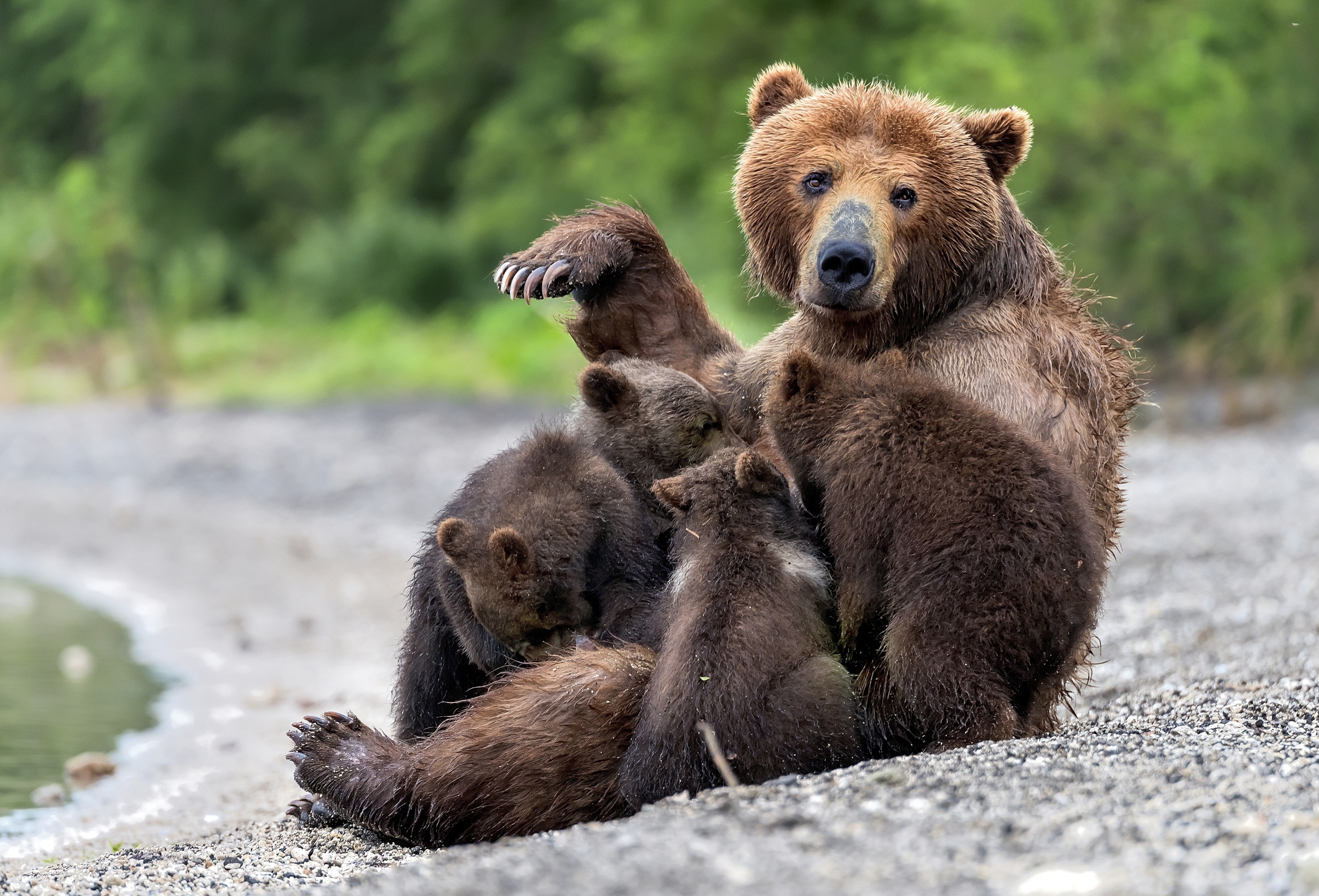 Kamchatka 2016 - Le pose dell'allattamento