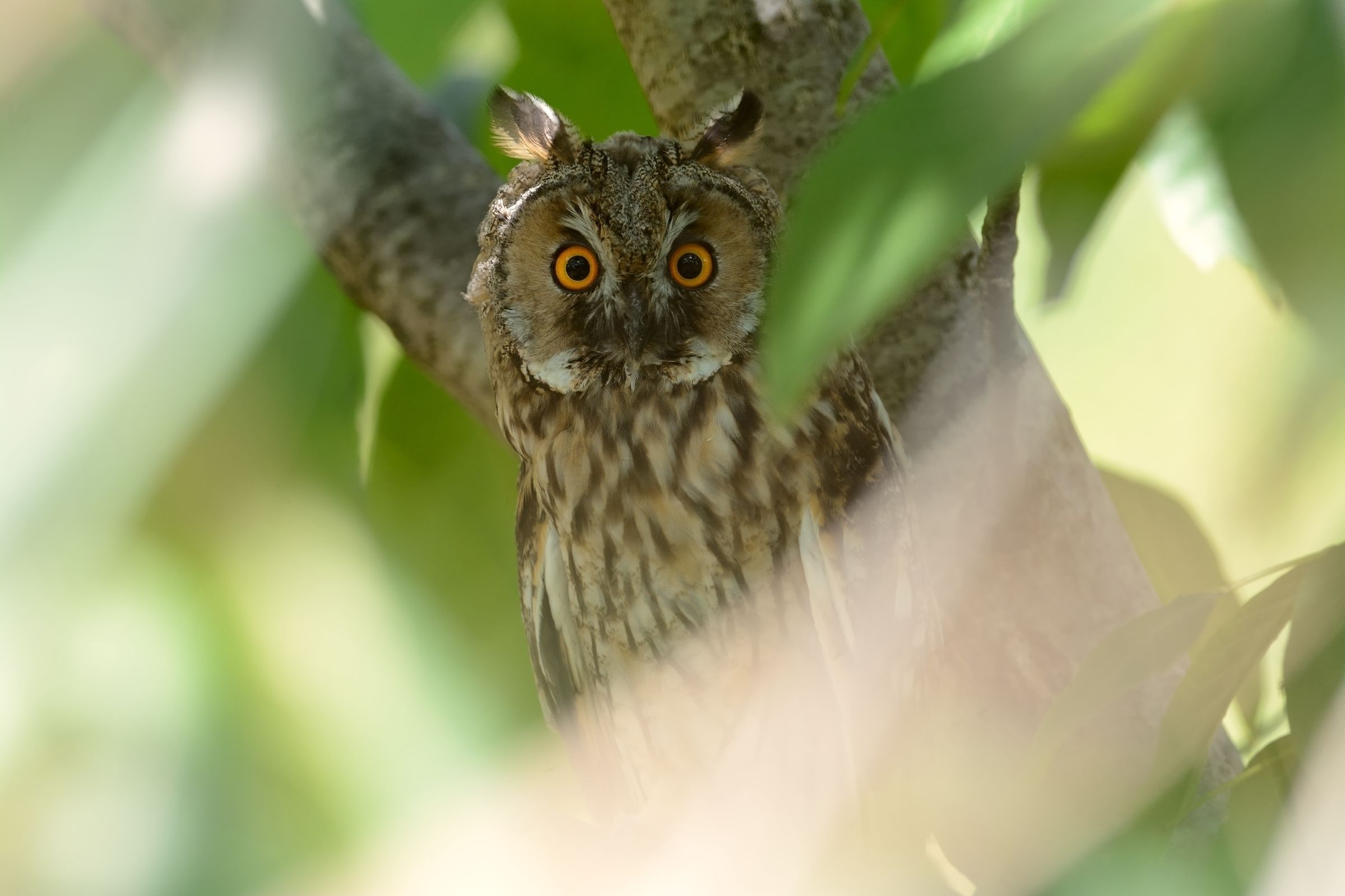Occhi di Gufo.