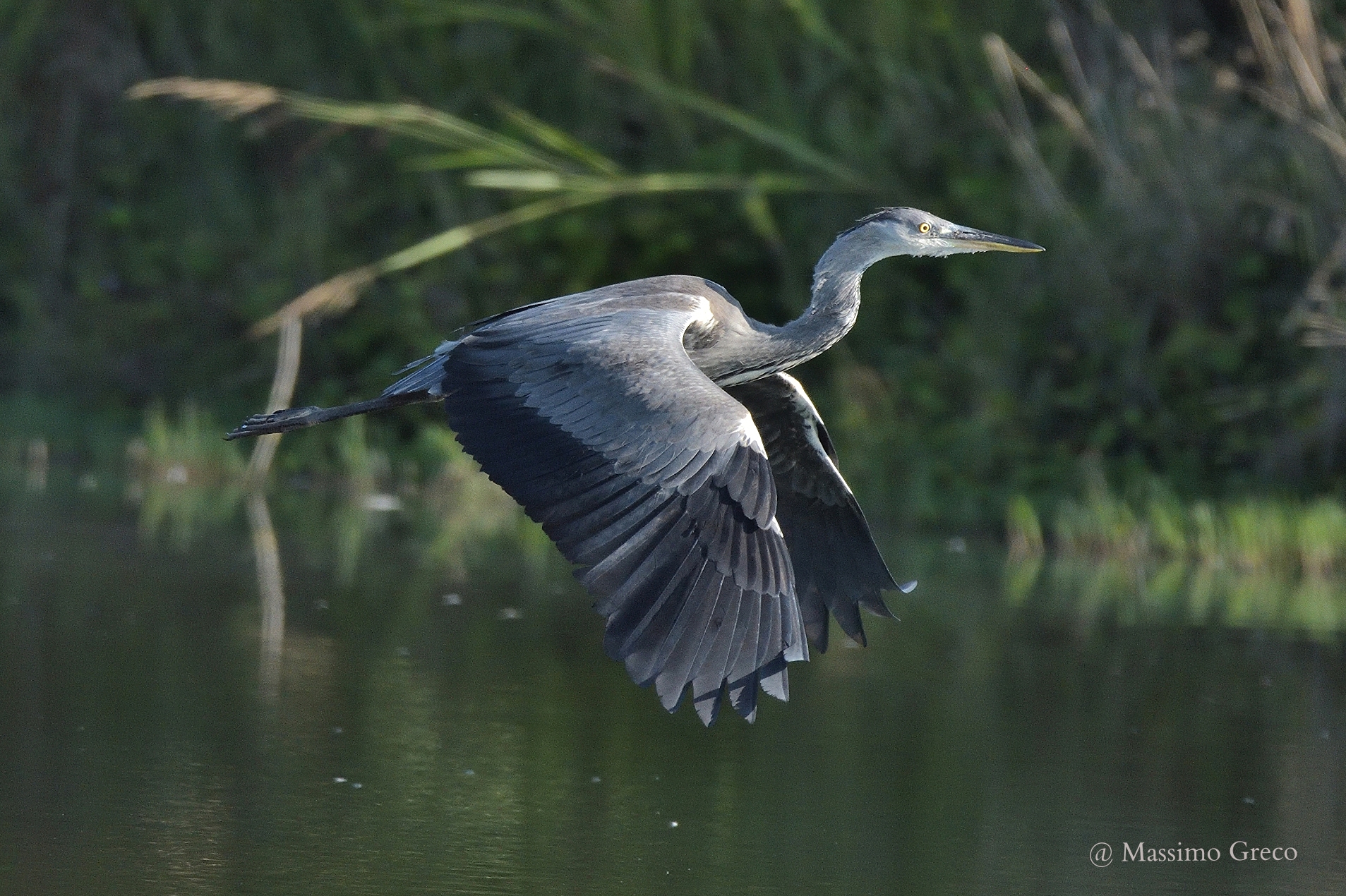 Airone cenerino (Ardea cinerea)