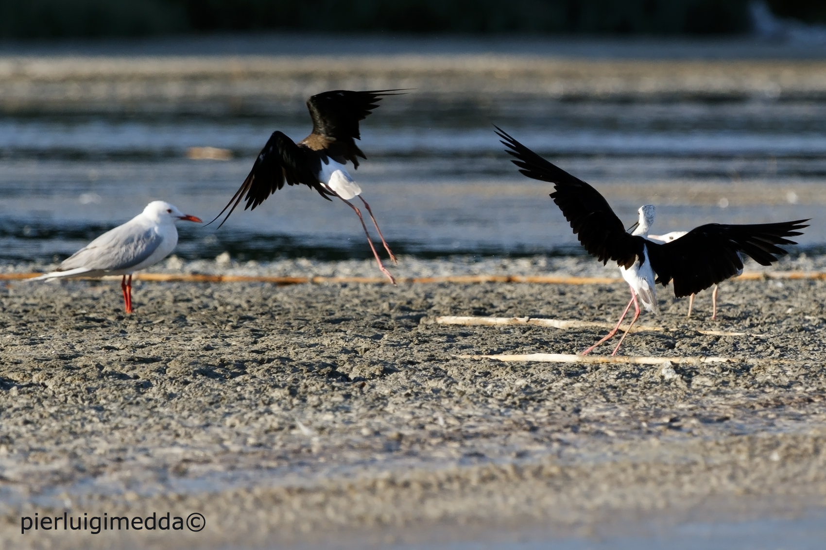 Screzi tra Cavalieri