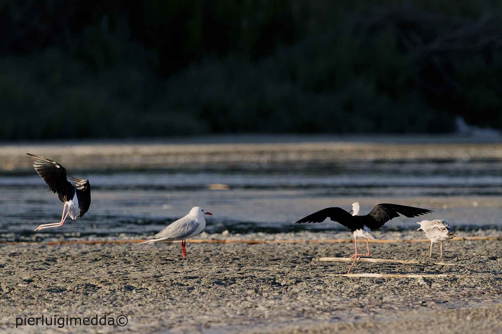 Screzi tra Cavalieri
