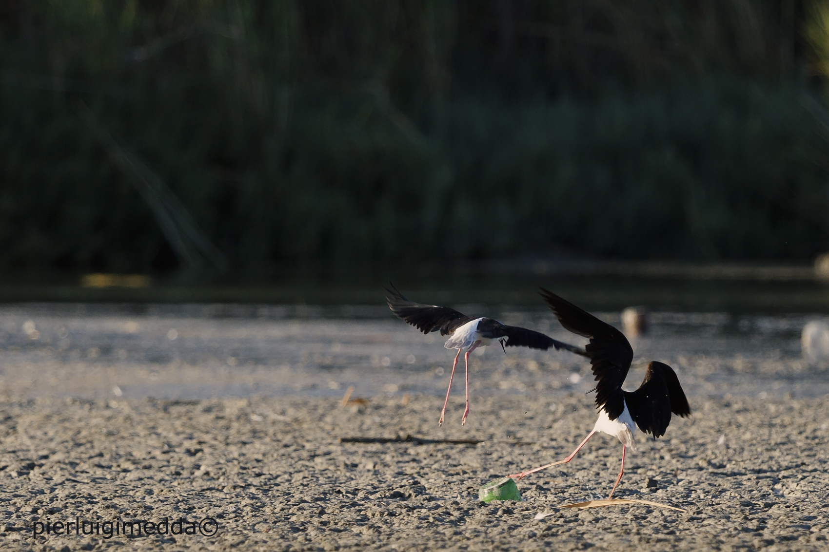Screzi tra Cavalieri