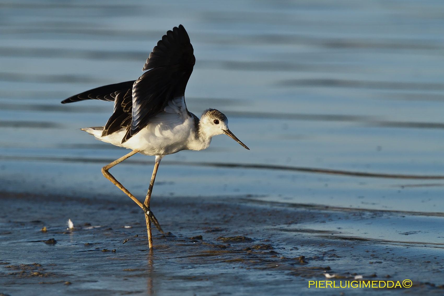 Giovane Cavaliere d'italia