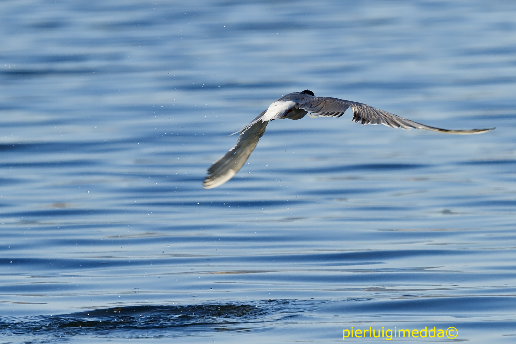 Sterna  comune