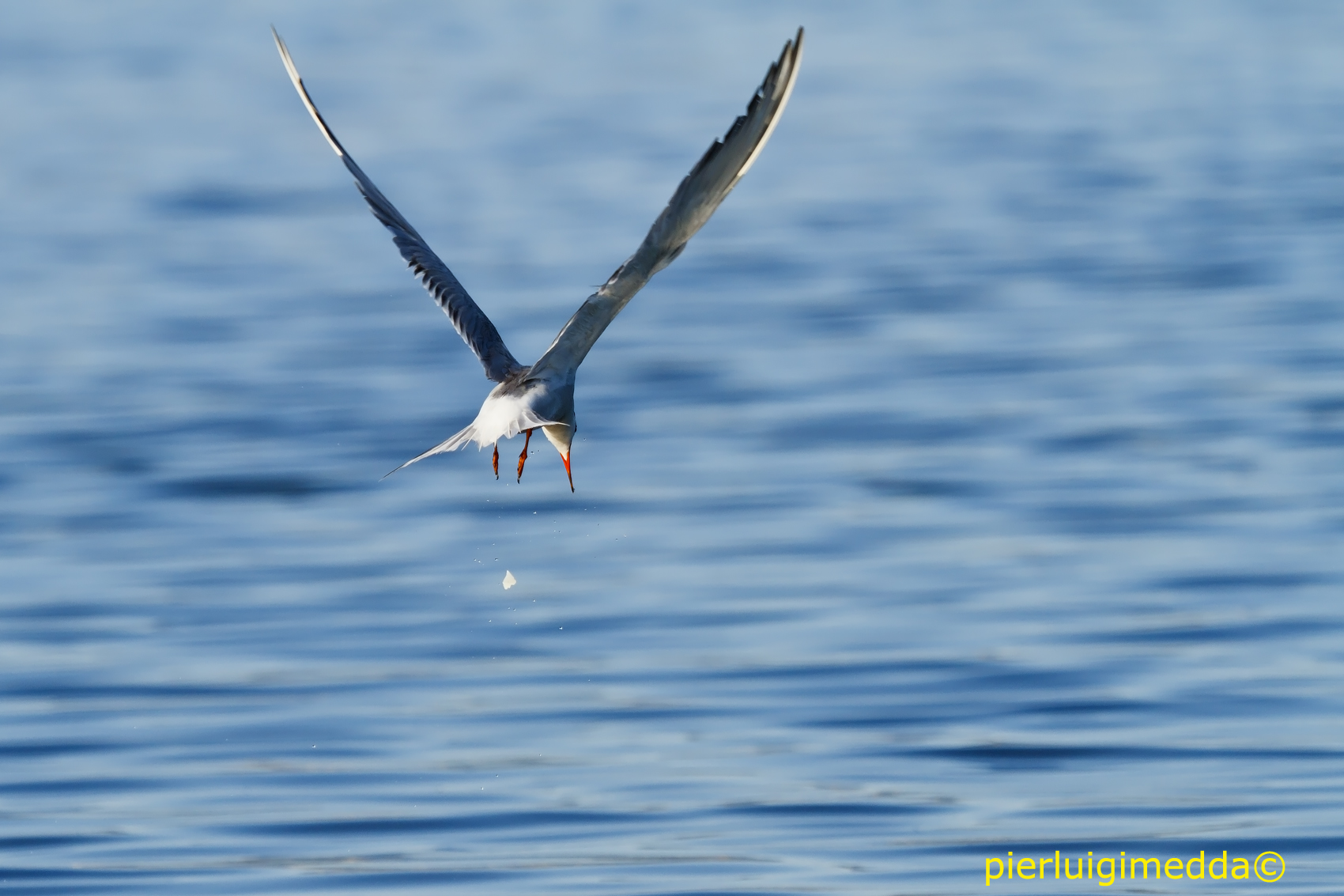 Sterna  comune