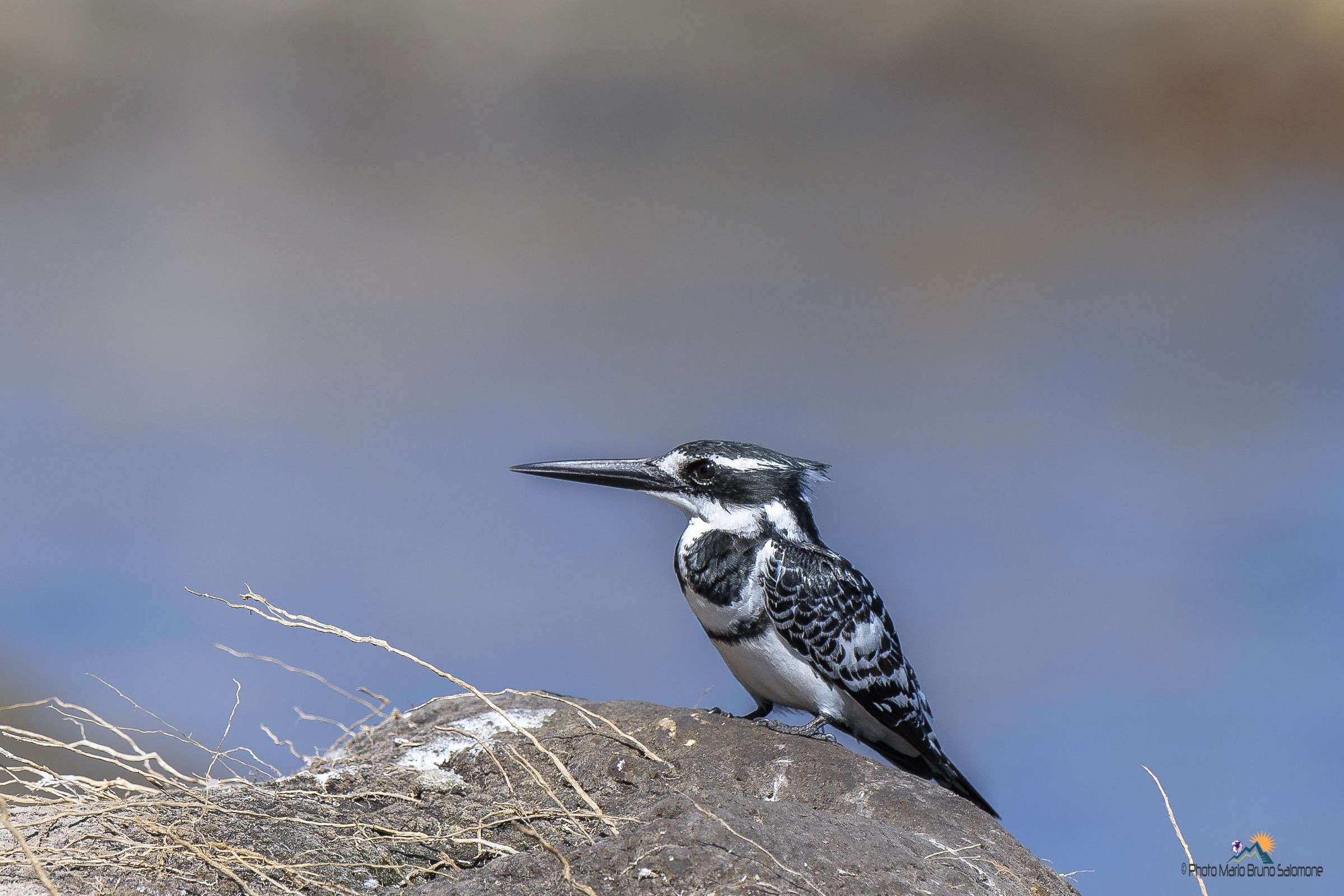 Ceryle rudis. Martin white black fisherman, Botswana