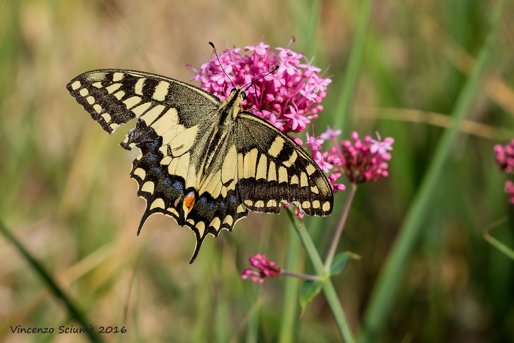 swallowtail