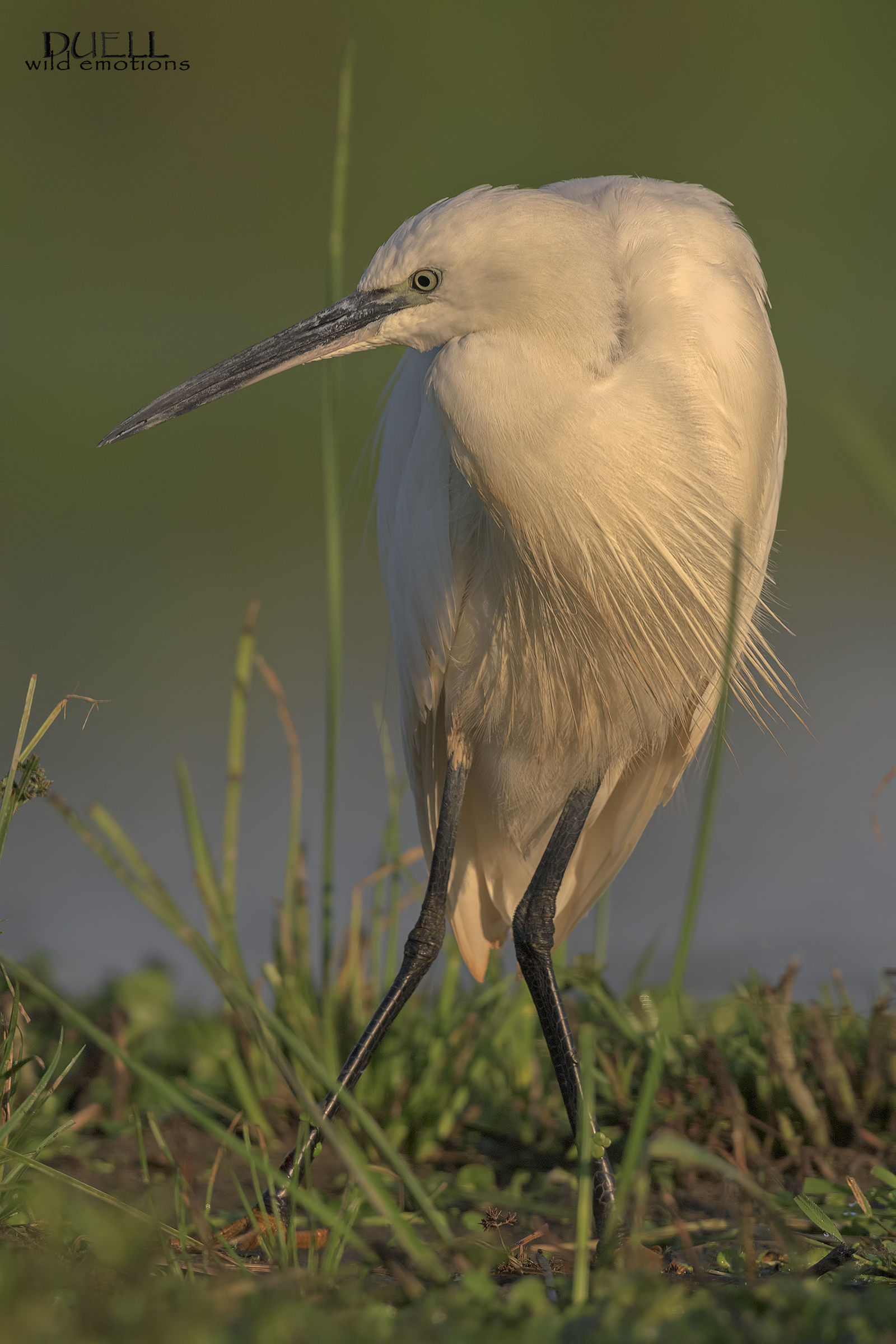 egret at dawn