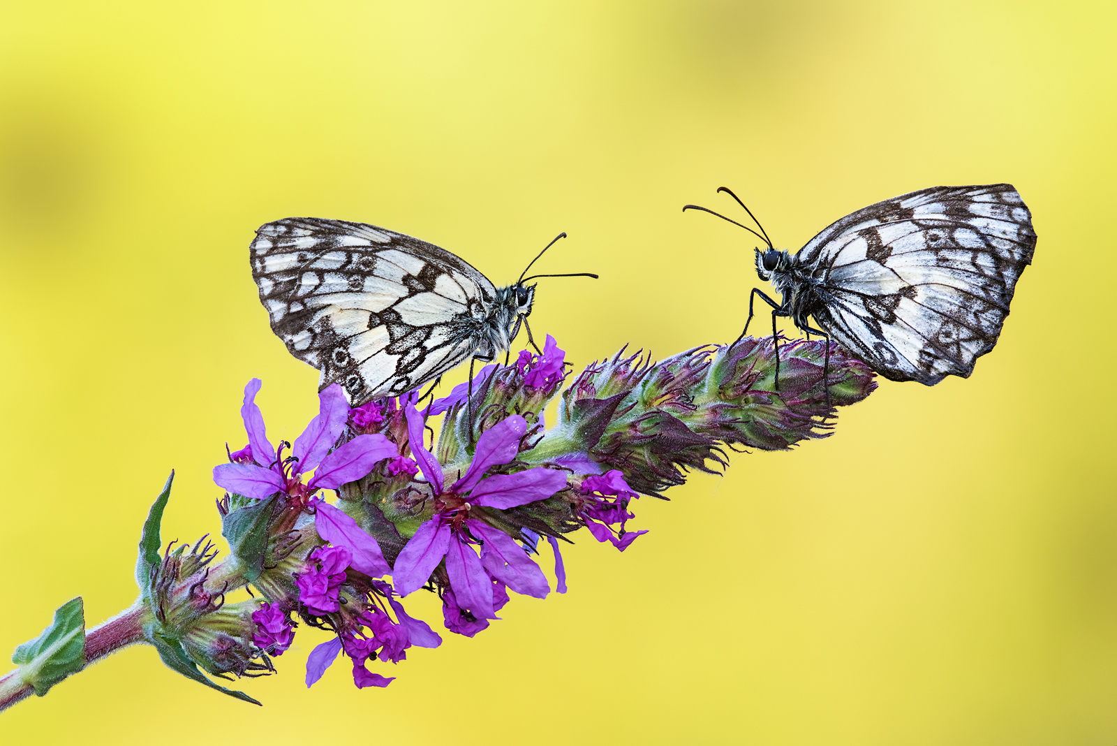 Melanargia galathea