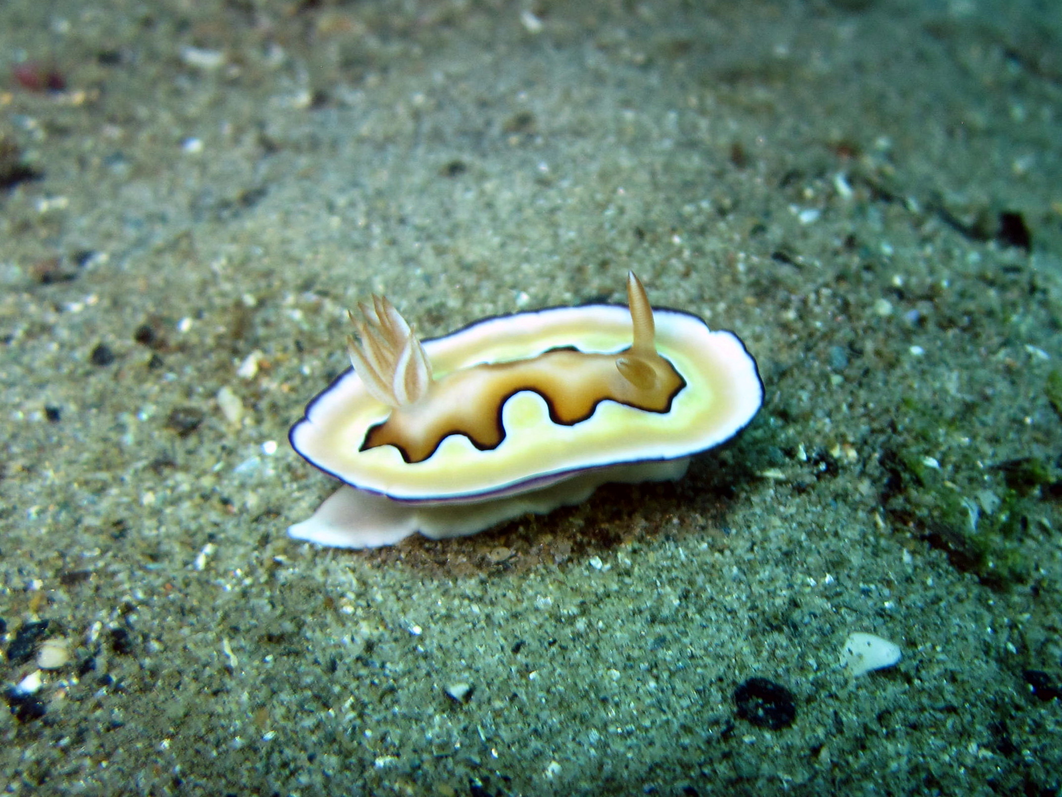 nudibranch