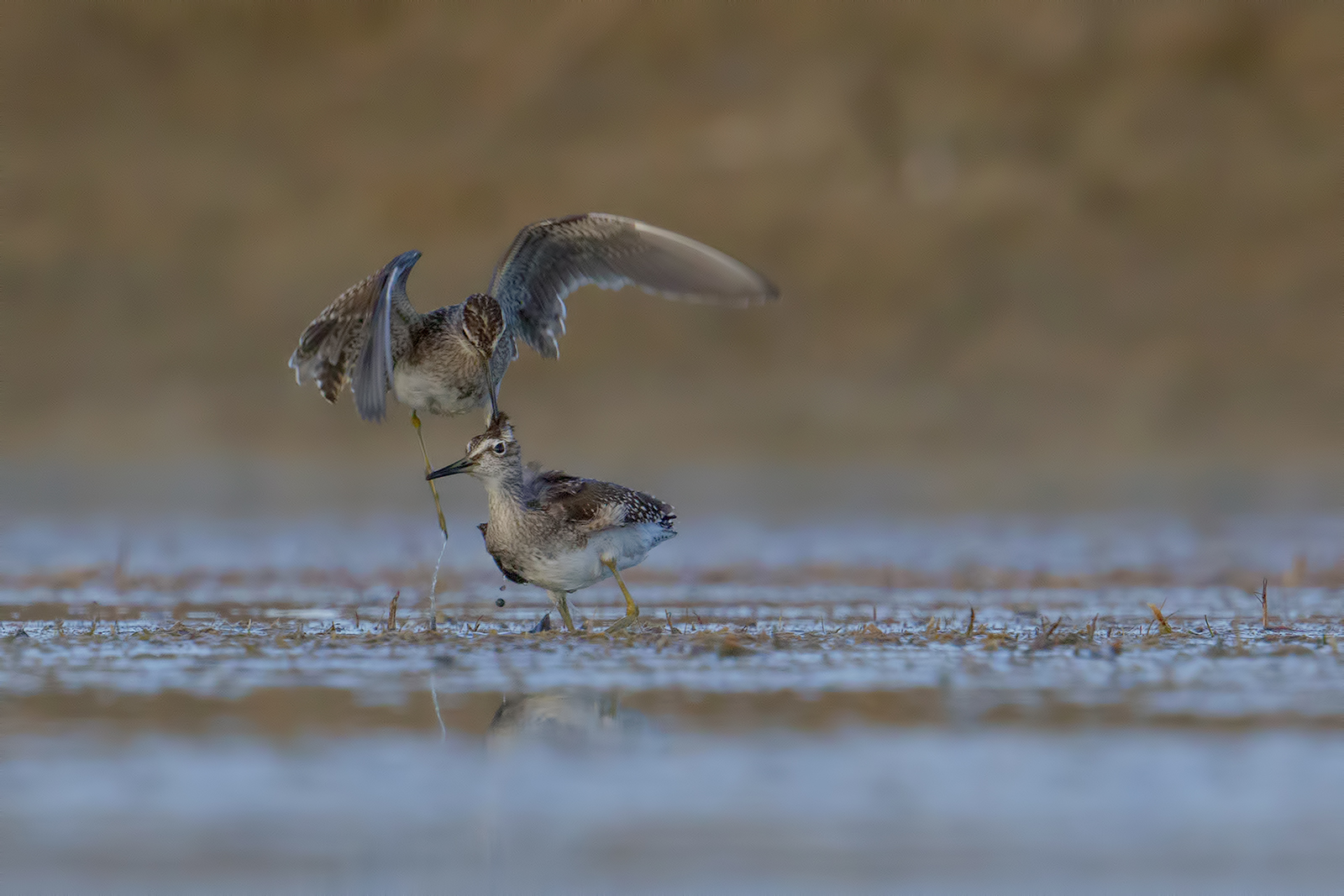 Piro piro Boschereccio