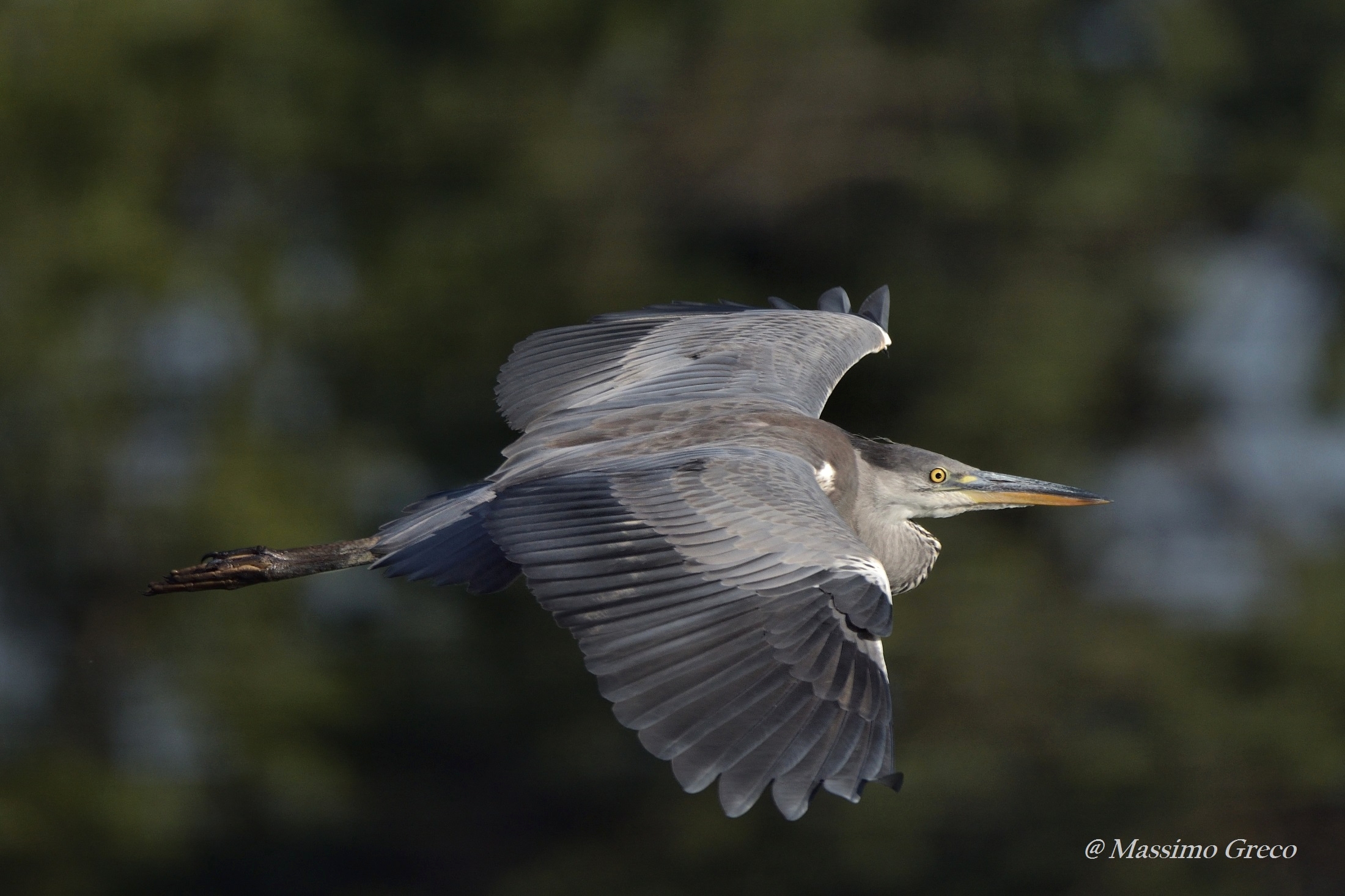Airone cenerino in volo