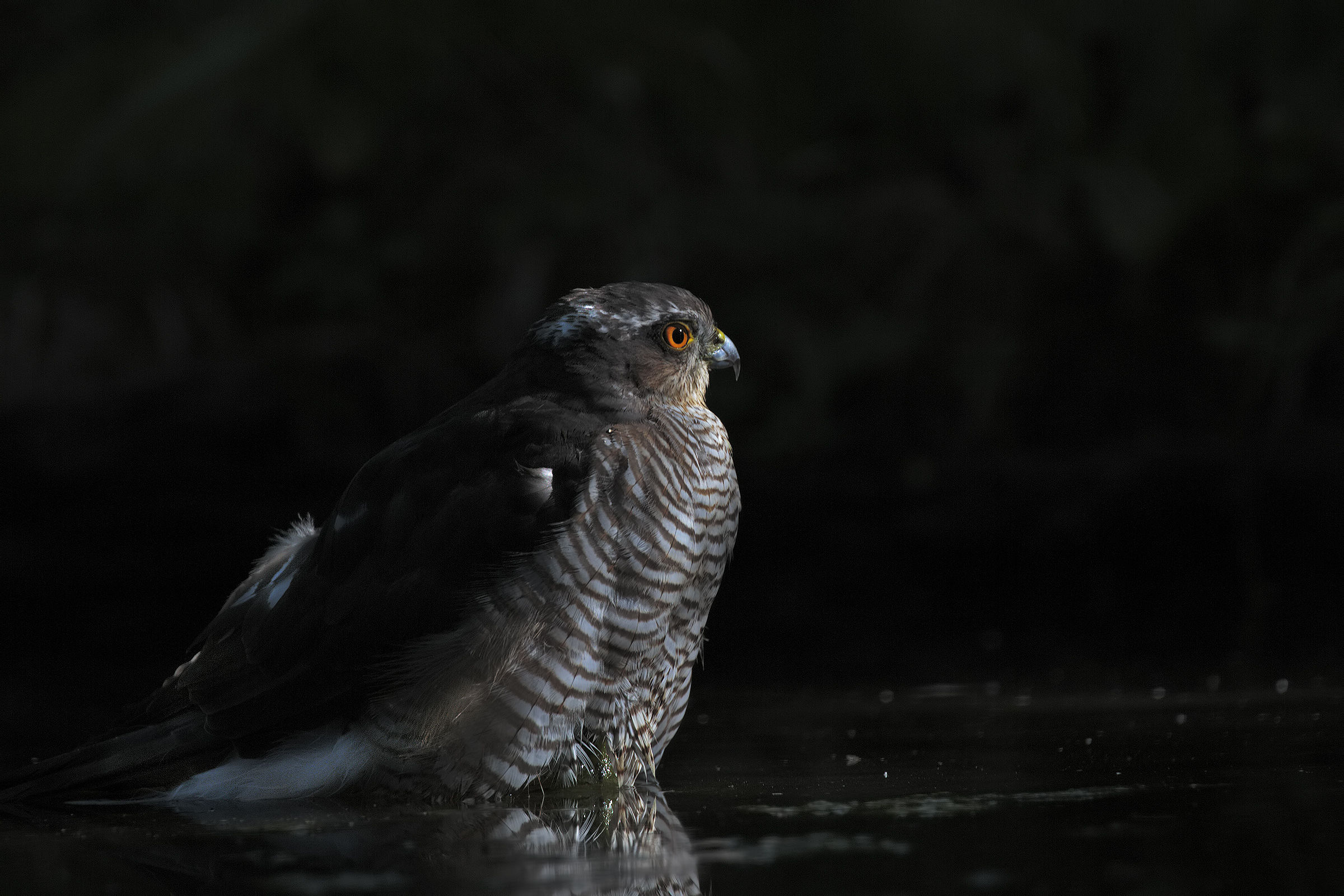 The king of the forest