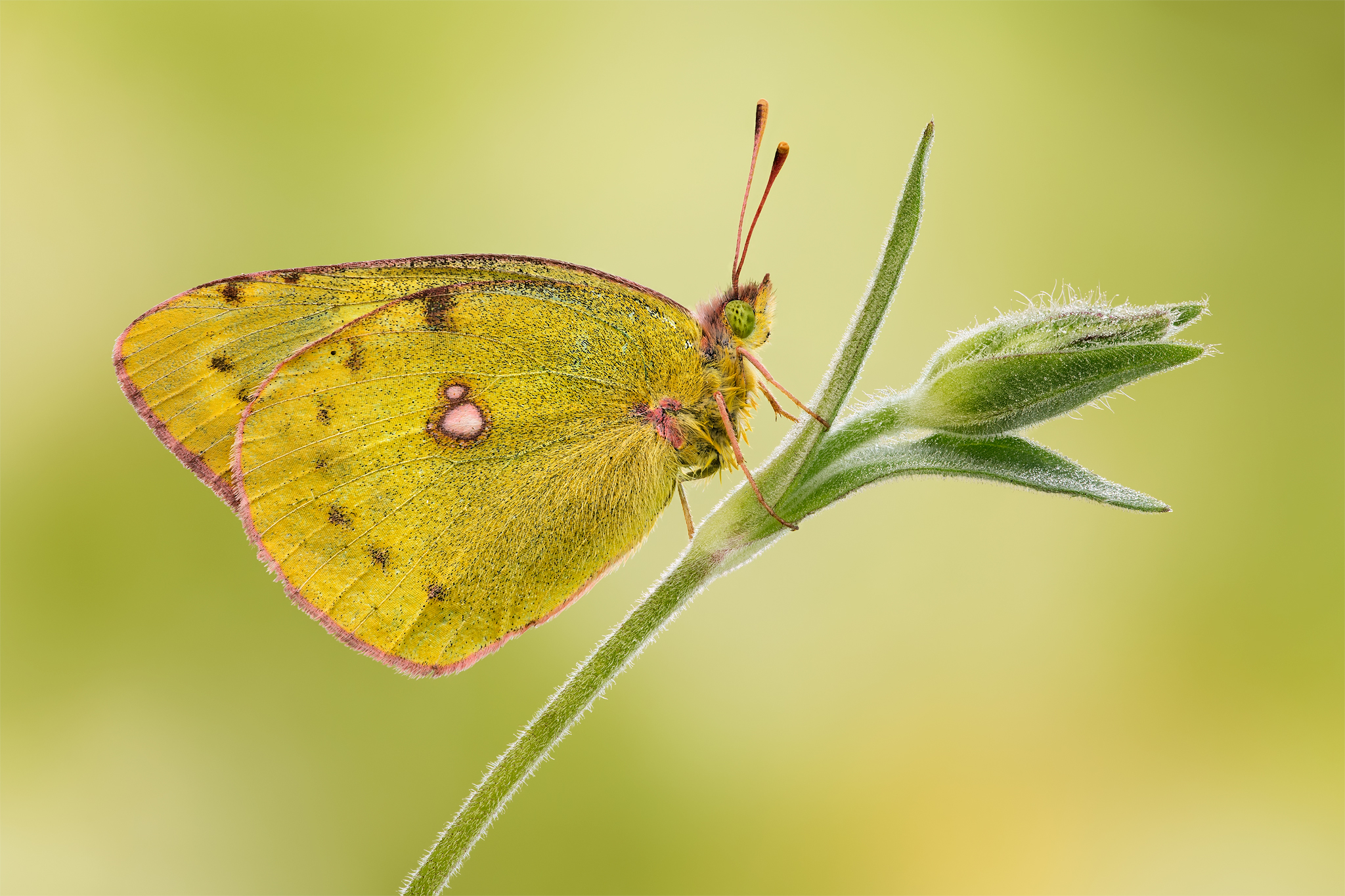 Colias myrmidone