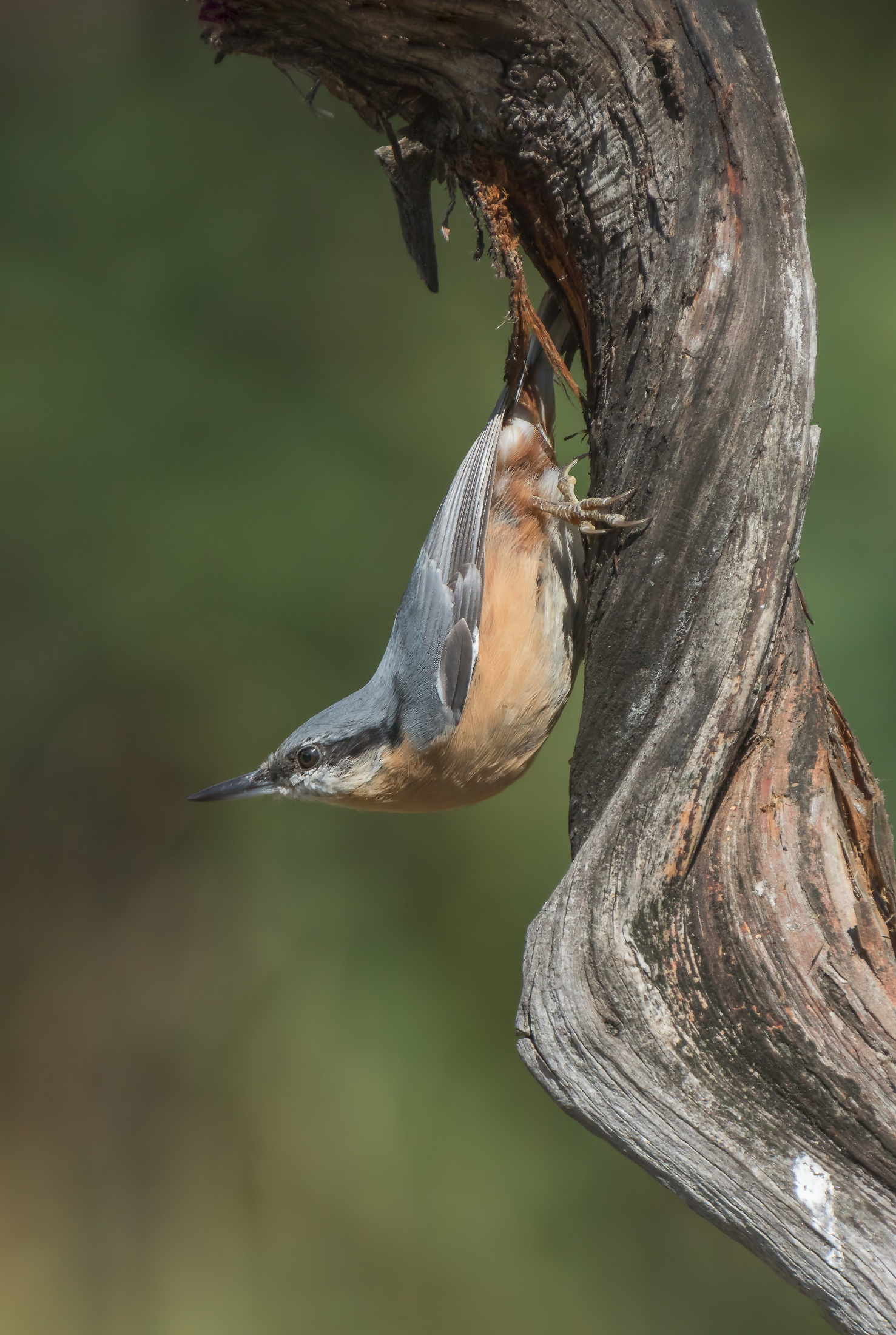 nuthatch