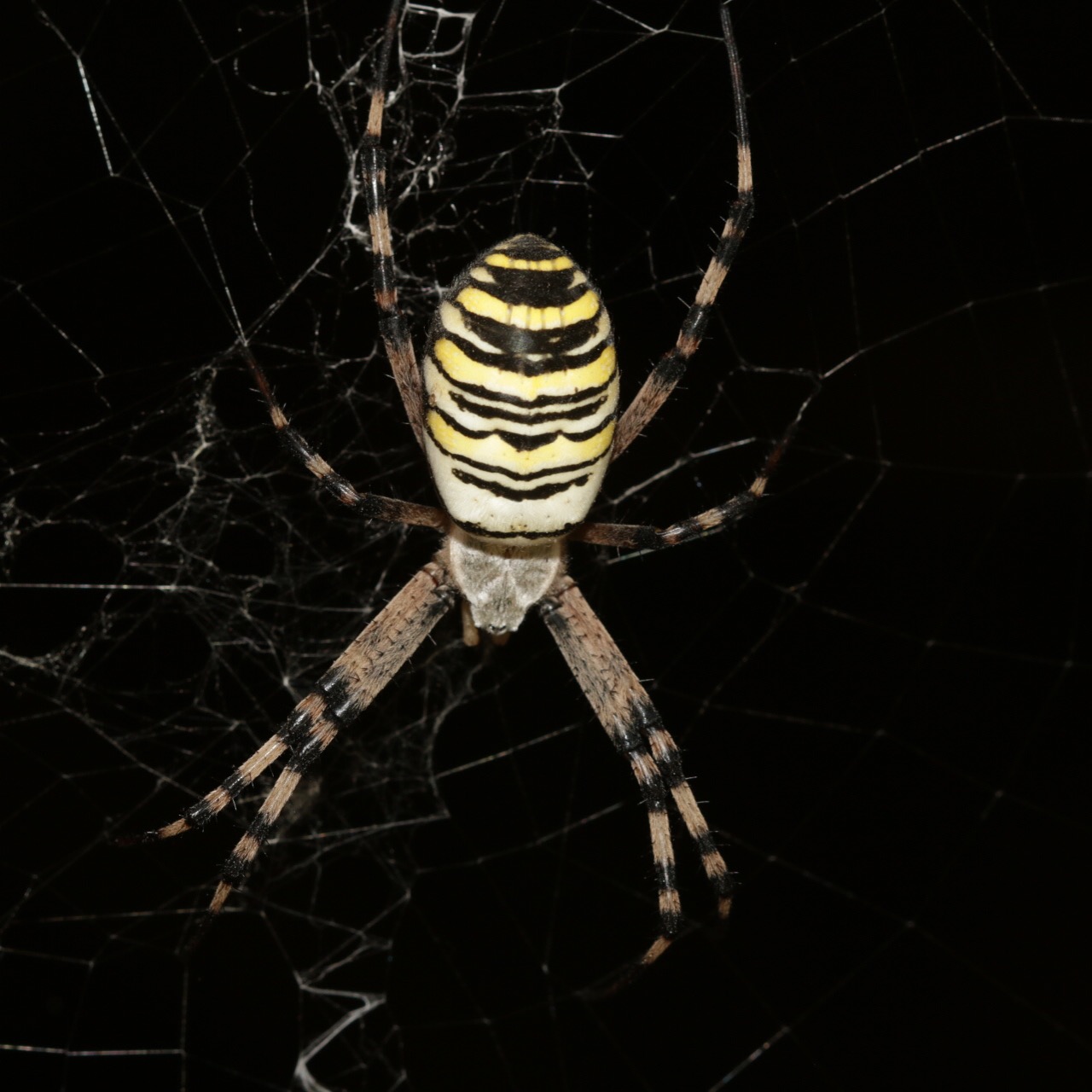 Spider do not know what belongs to the category