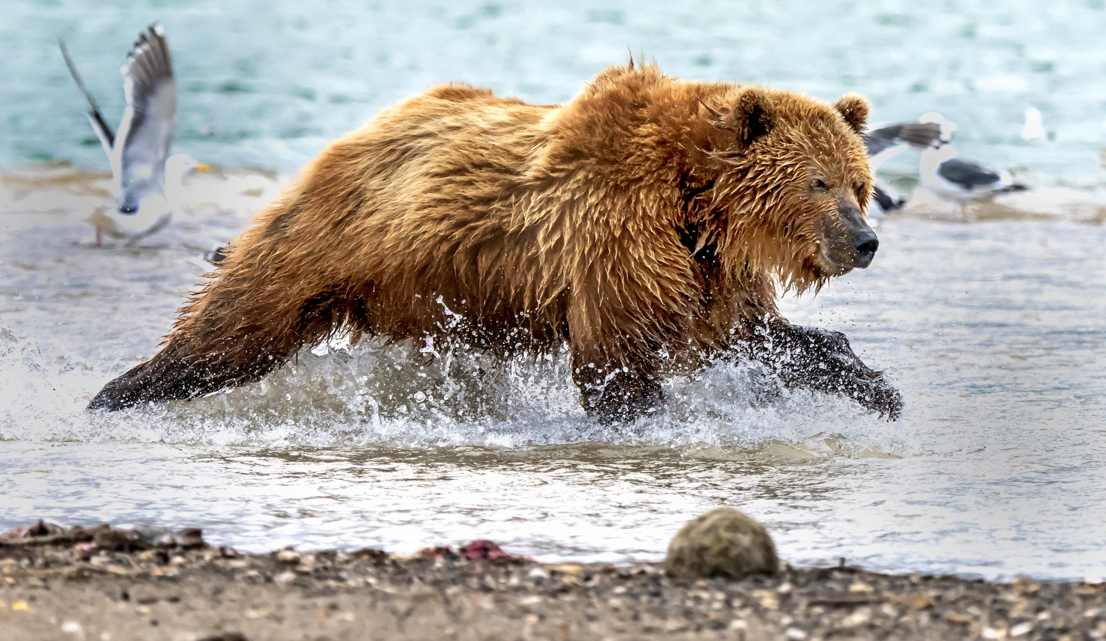Kamchatka 2016 - Appresso al salmone
