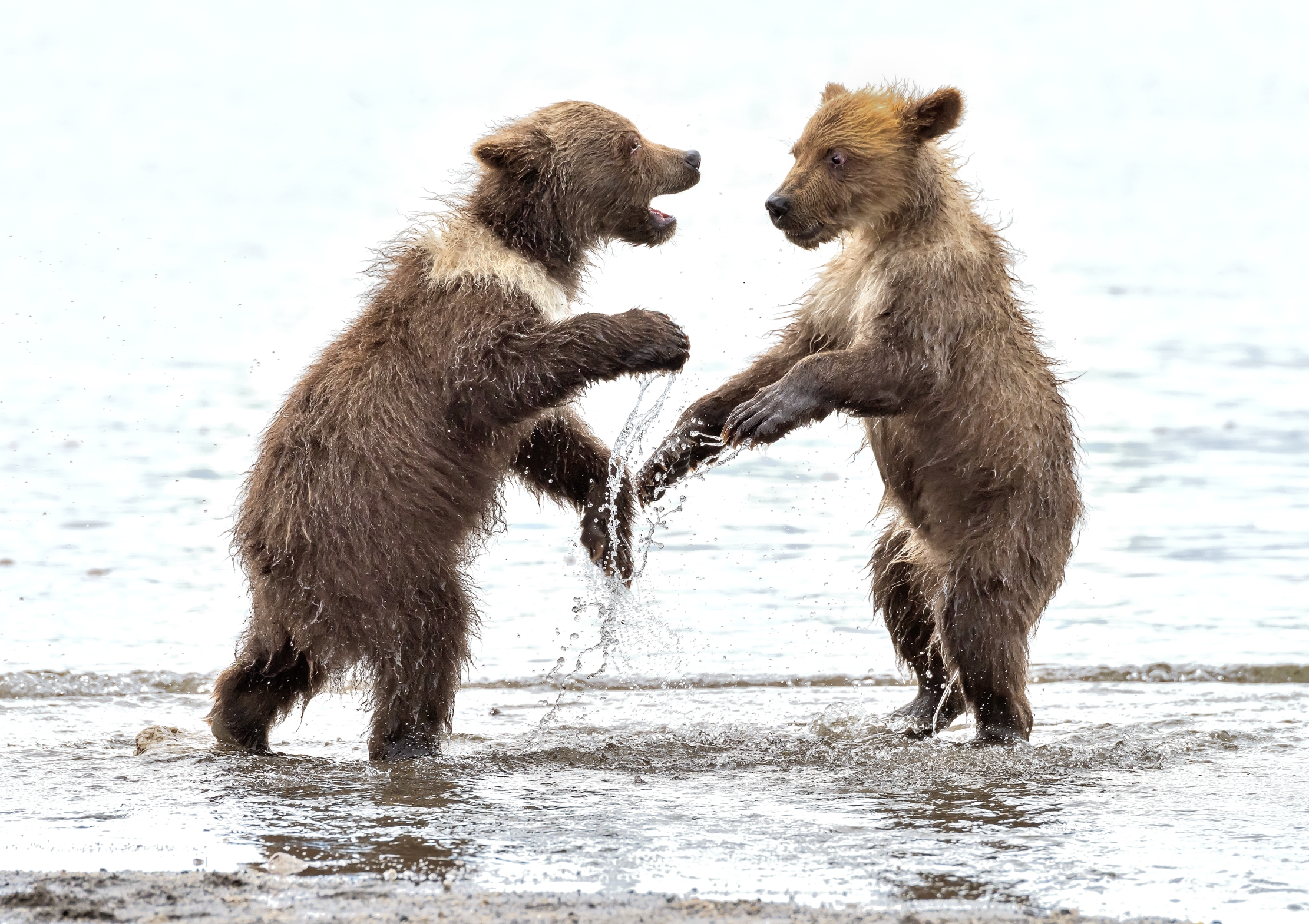 Kamchatka 2016 - Cubs