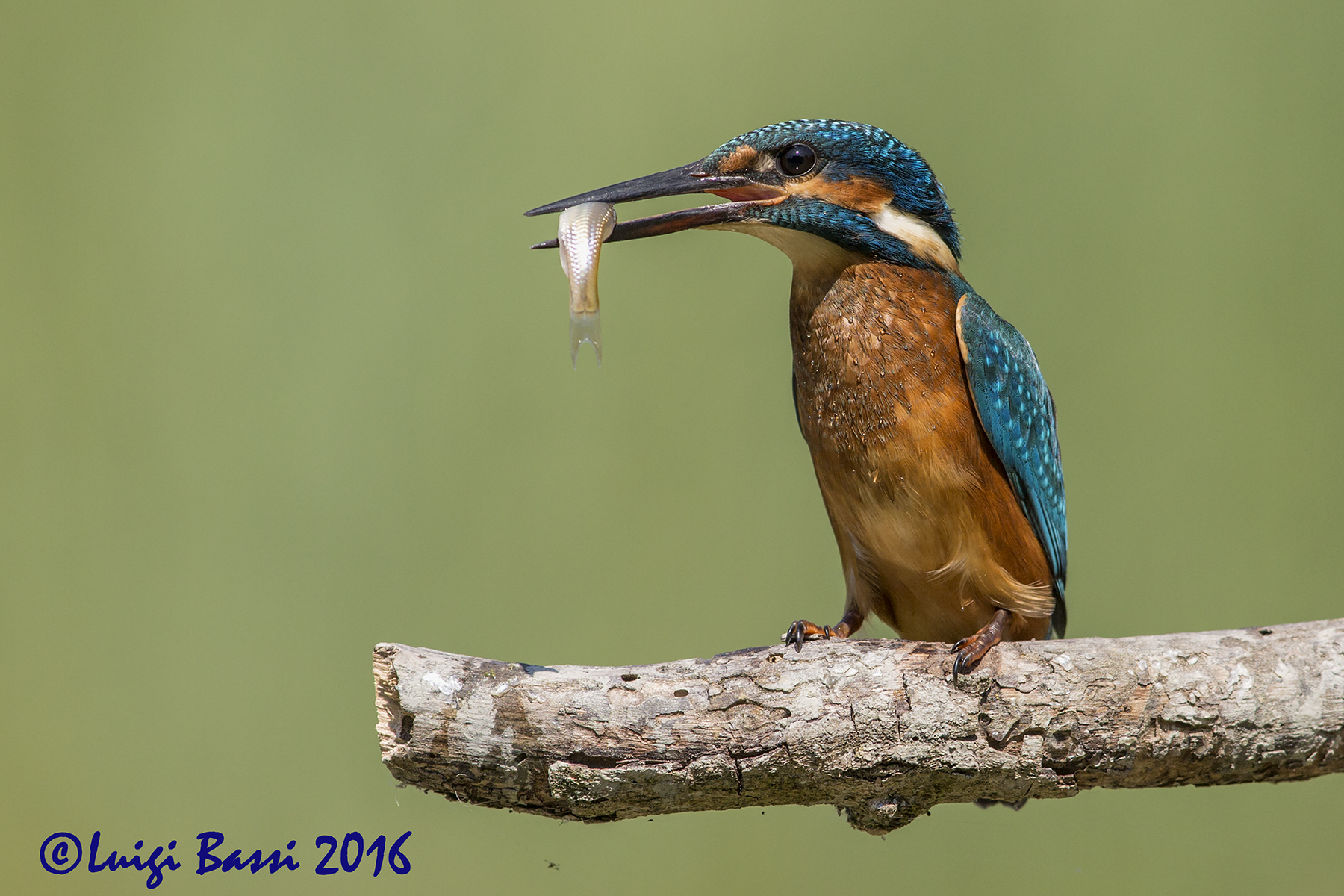 Kingfisher