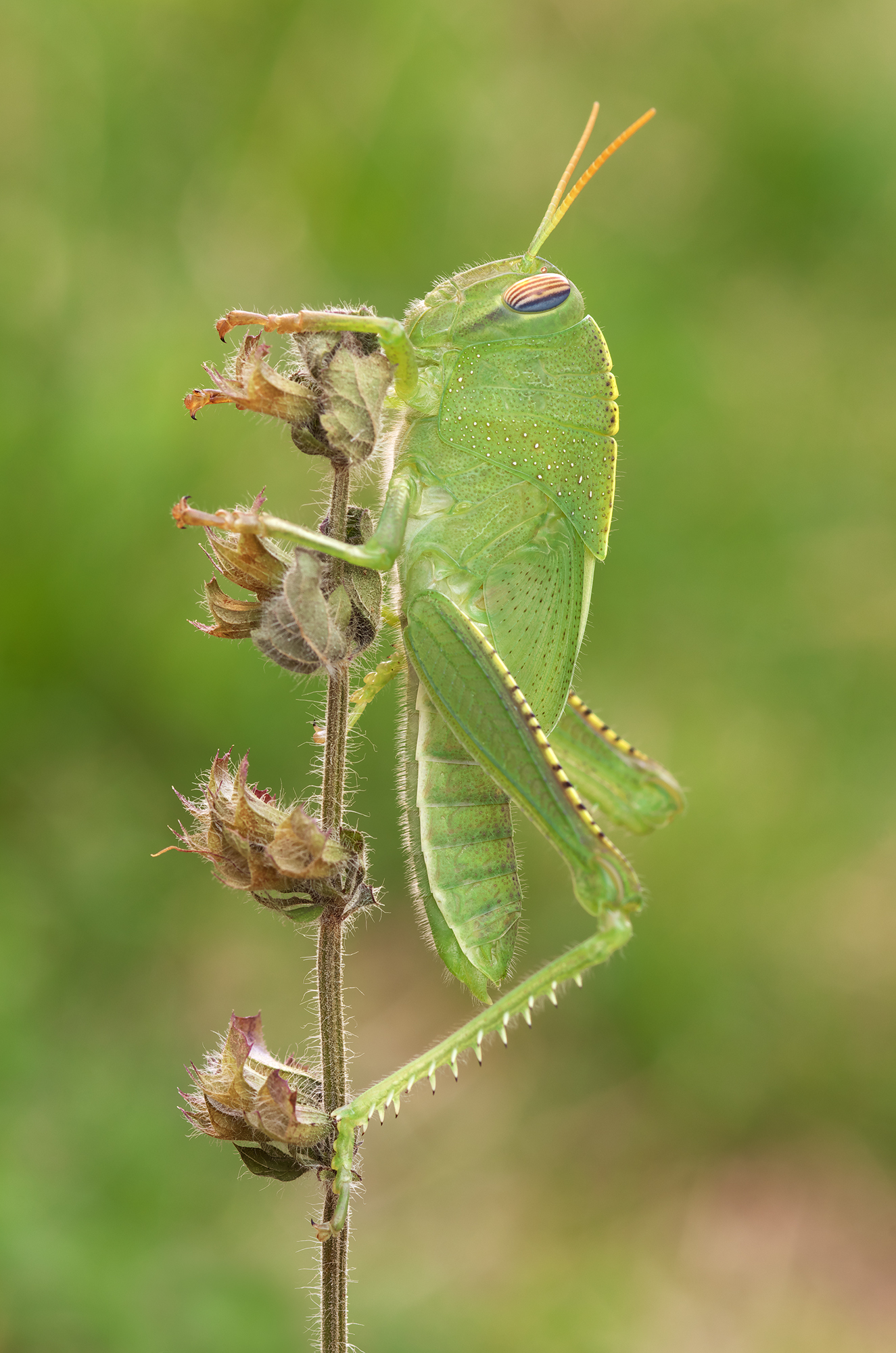 Anacridium aegyptium