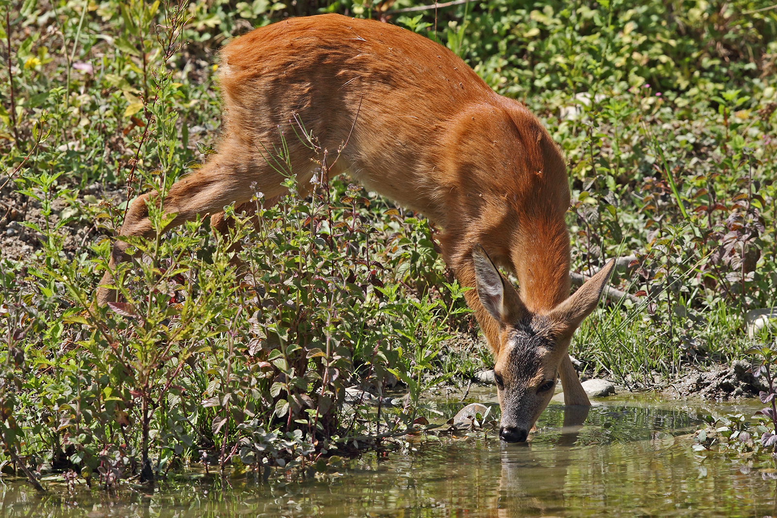 A nice drink in August ...