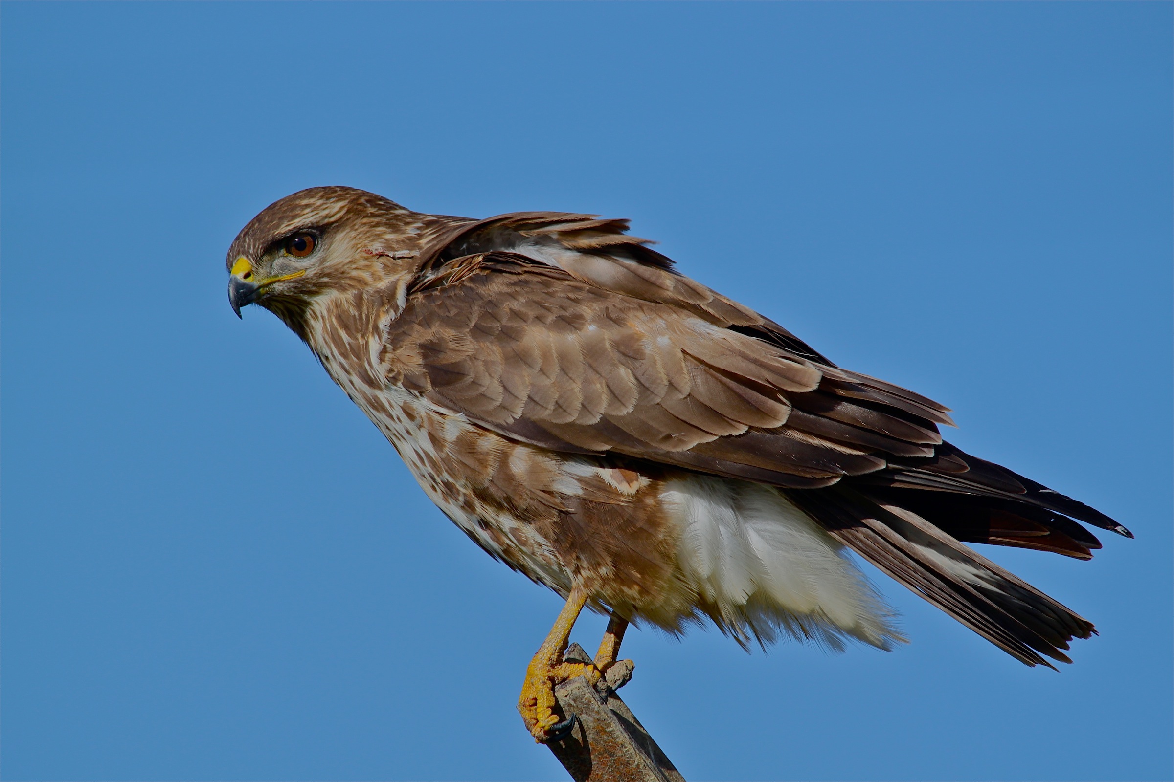 buzzard