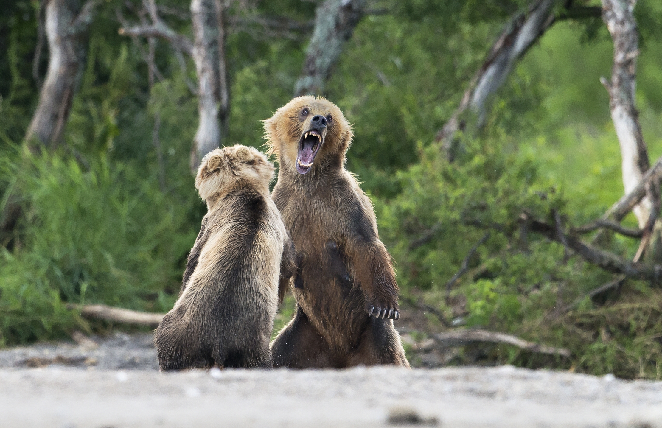 Kamchatka 2016 - Nervosismi