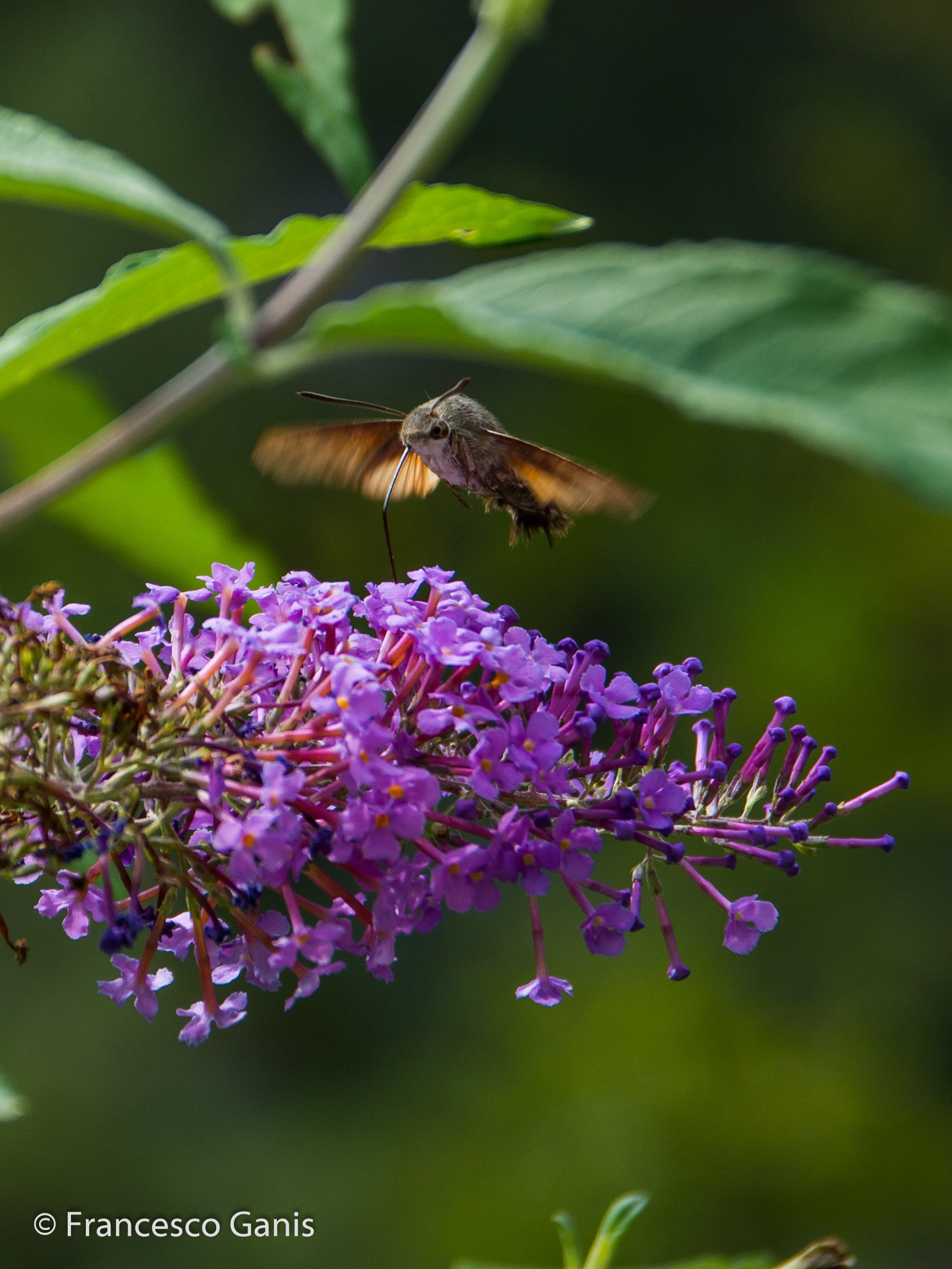 Banchetto all'ombra di una foglia