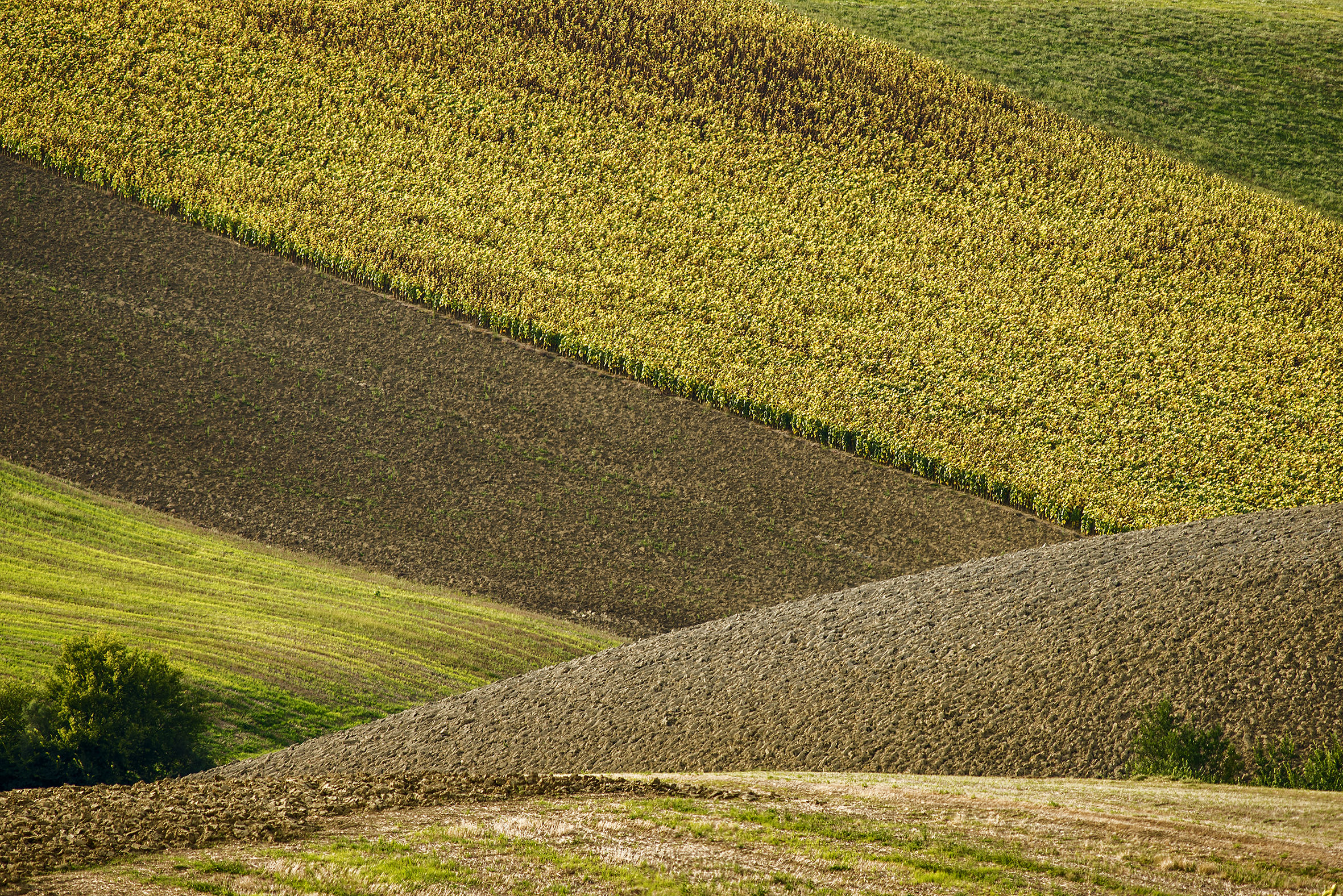 ... Sunflowers at sunset.
