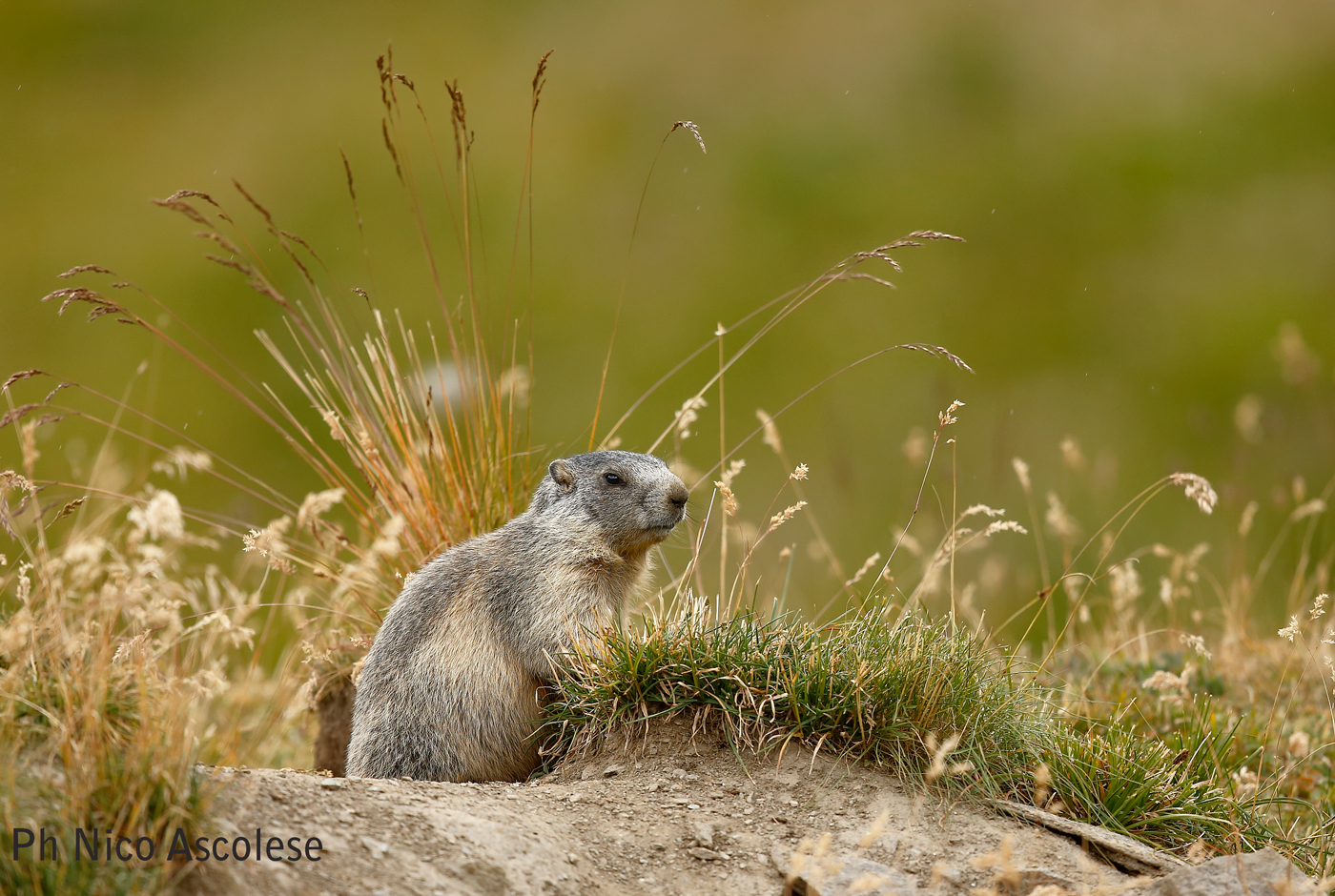 Marmot