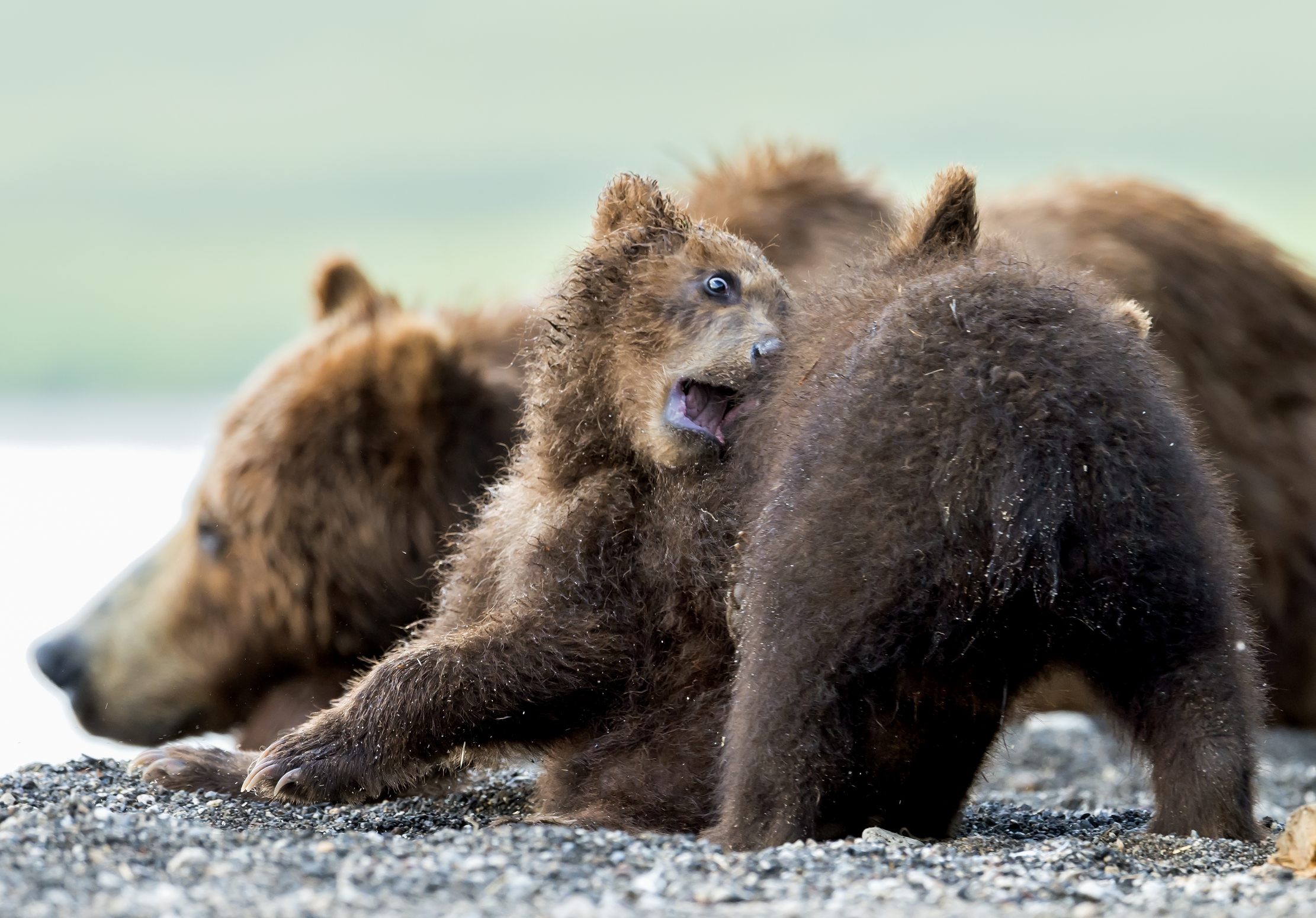Kamchatka 2016 - Espressioni