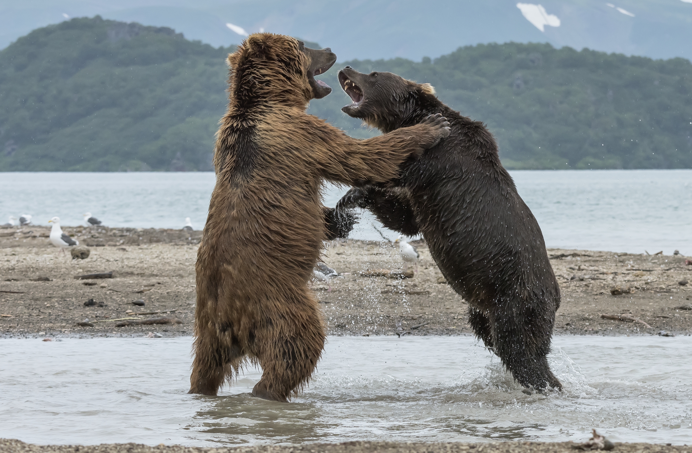 Kamchatka 2016 - Spintoni