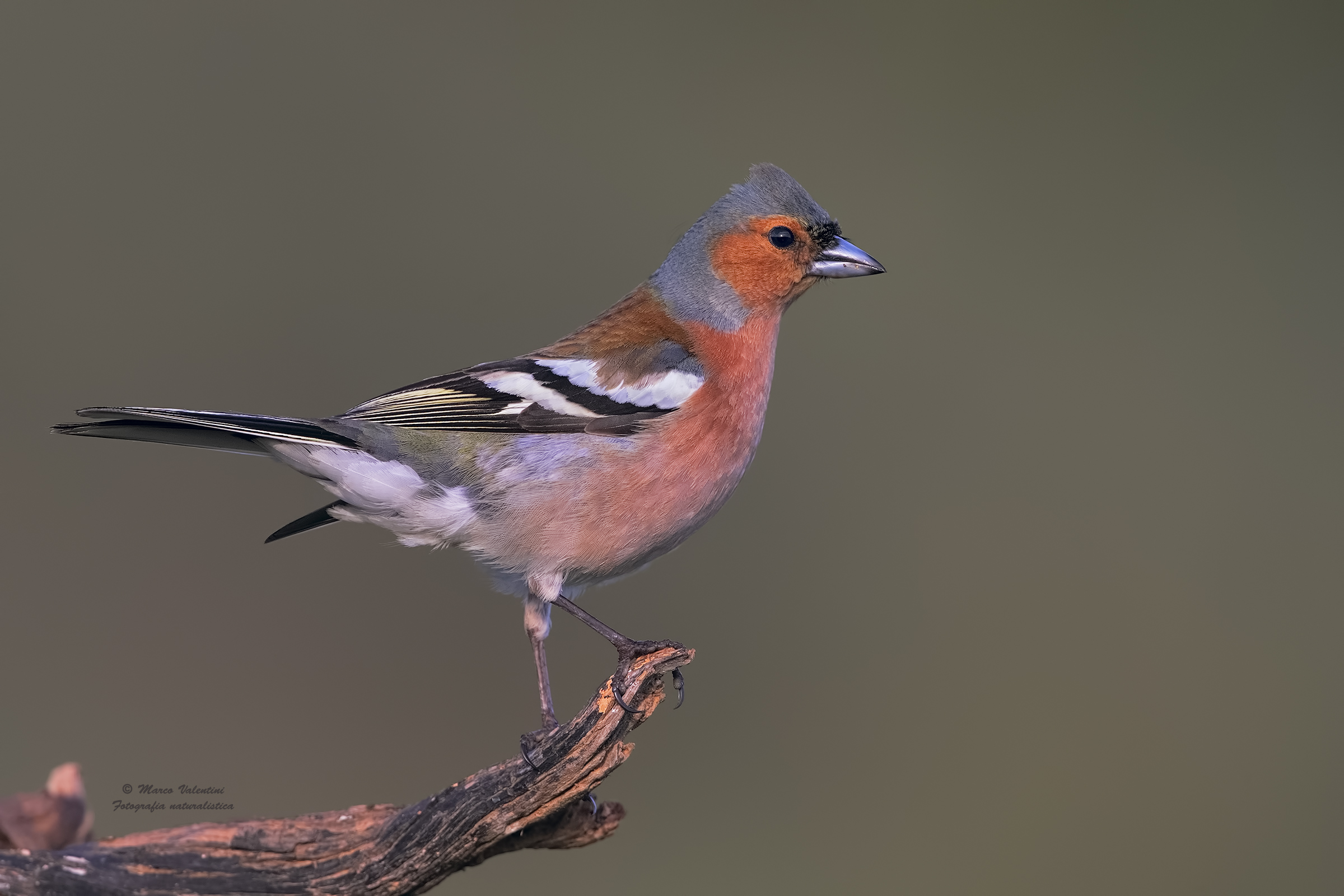 The chaffinch in the foreground