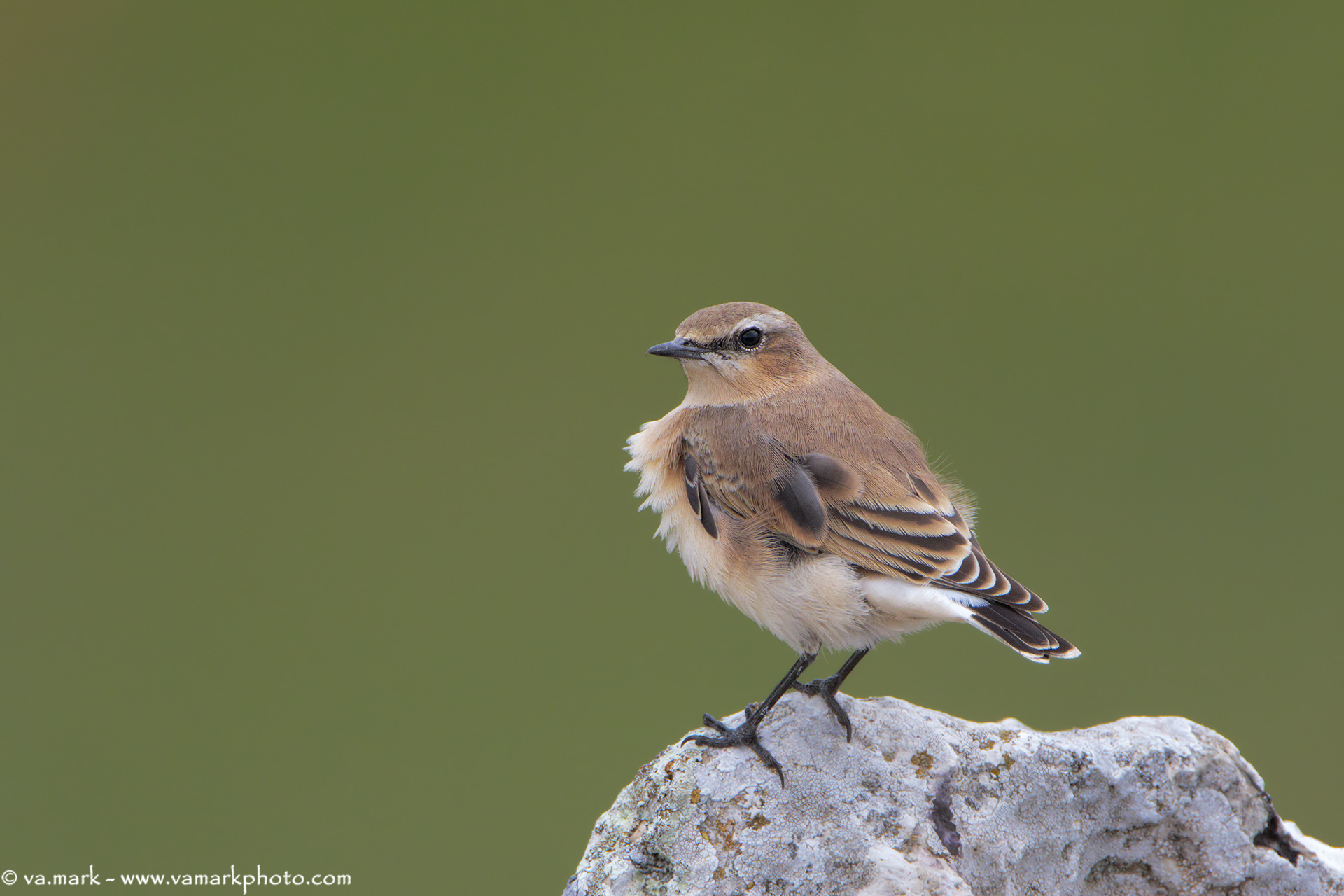 wheatear