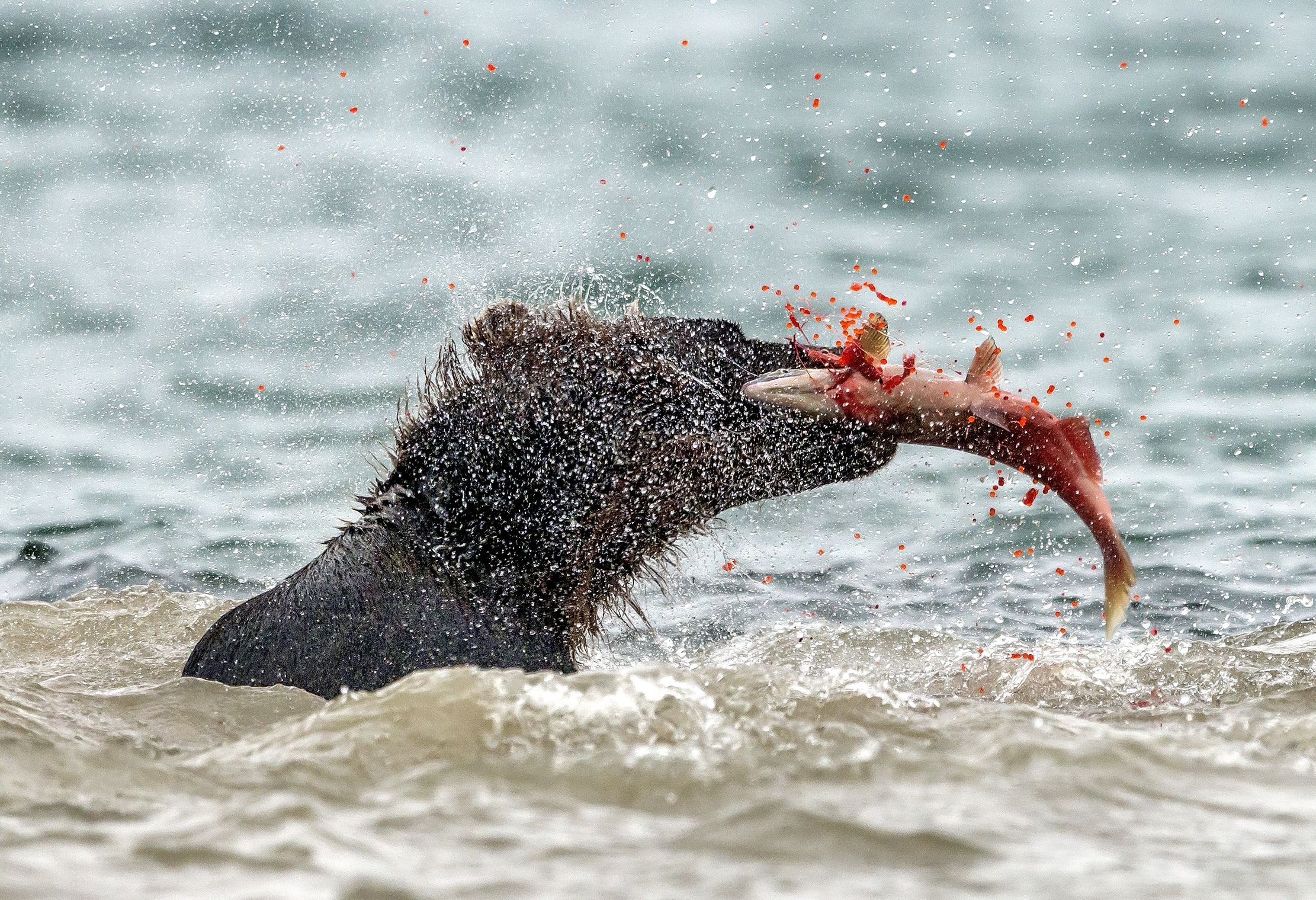 Kamchatka 2016 - Uova di salmone!!