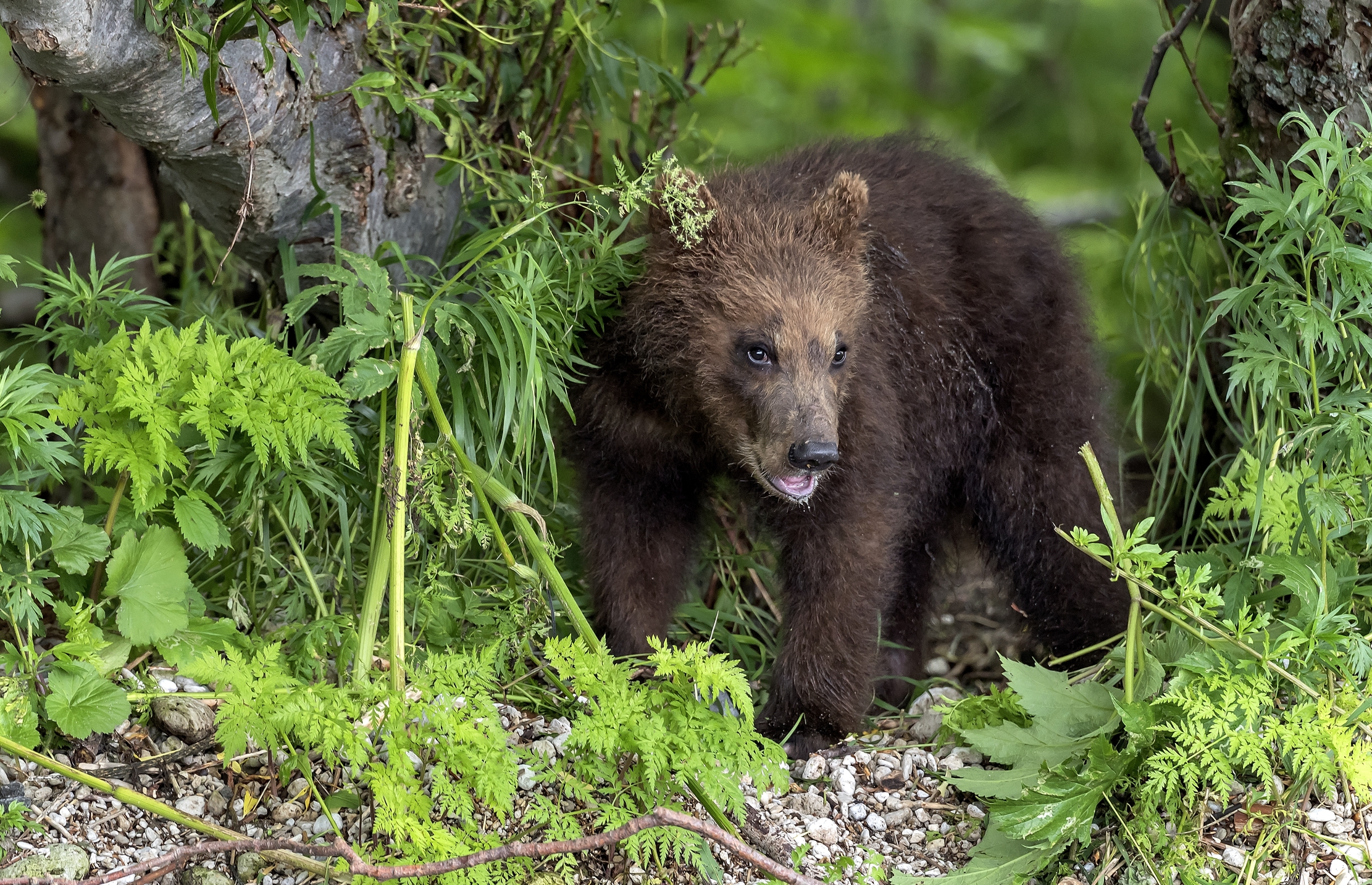 Kamchatka 2016 - Cub