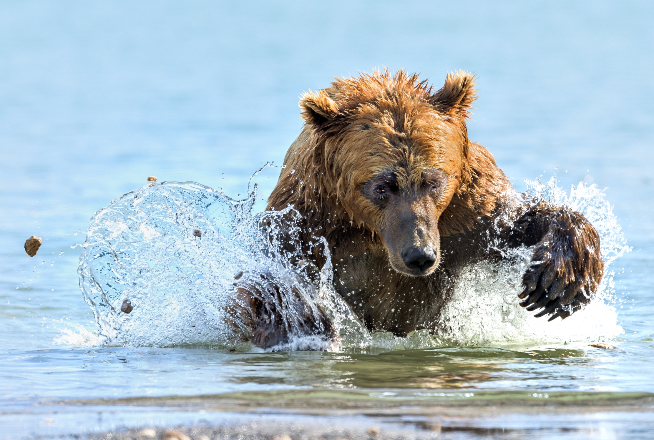 Kamchatka 2016 - Caccia al salmone!!